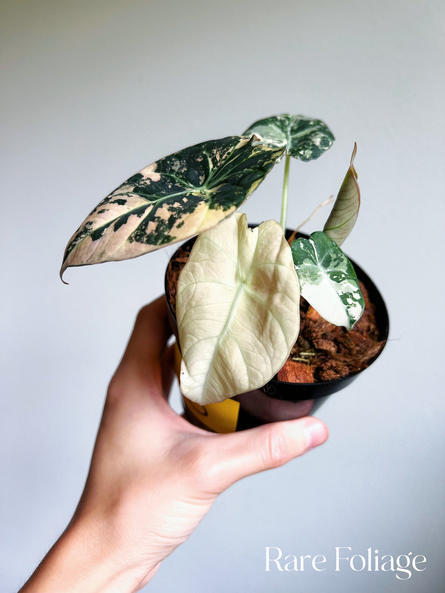 Alocasia Black Velvet Pink Variegated 4” Full Plant