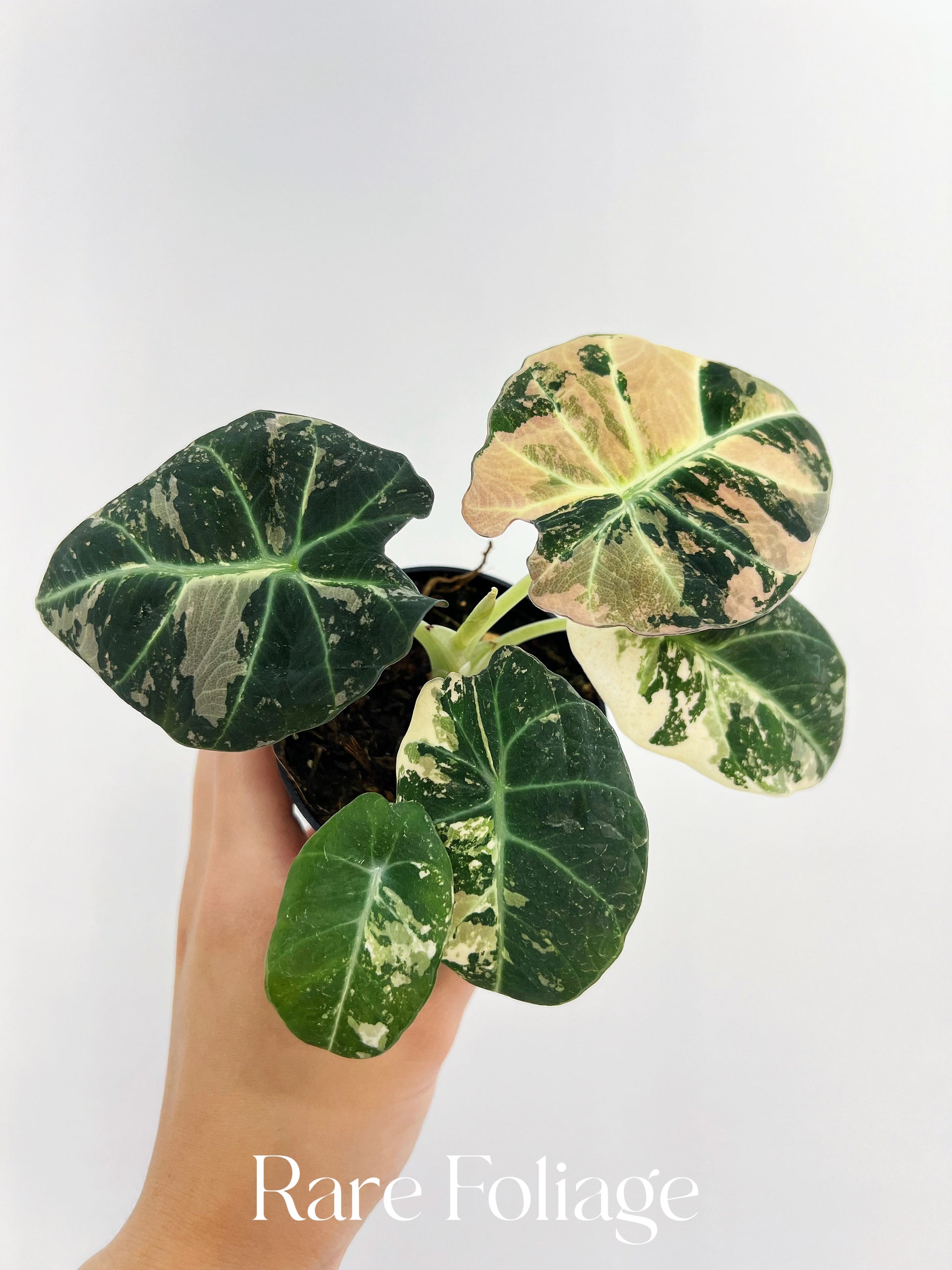 Alocasia Black Velvet Pink Variegated 3” Full Plant – Rare Foliage Alocasia Black Velvet Pink Variegated 3” Full Plant – Rare Foliage