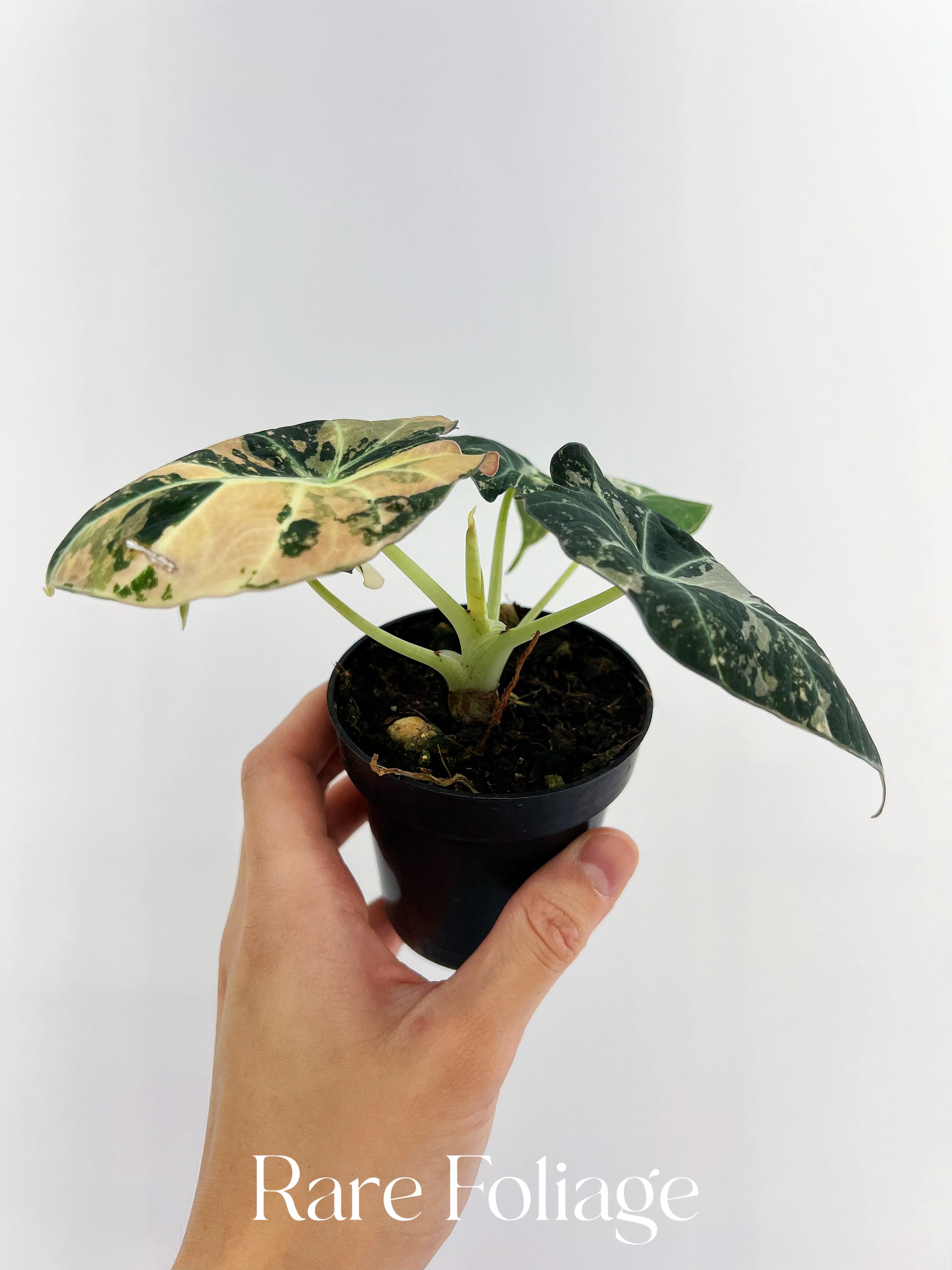 Alocasia Black Velvet Pink Variegated 3” Full Plant – Rare Foliage Alocasia Black Velvet Pink Variegated 3” Full Plant – Rare Foliage