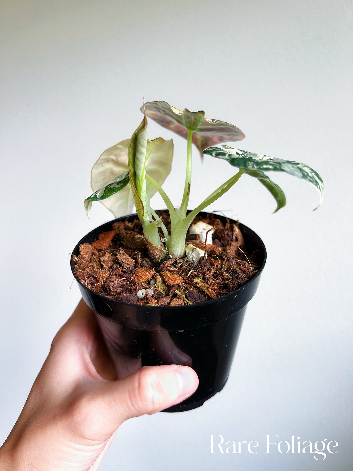 Alocasia Black Velvet Pink Variegated 4” Full Plant