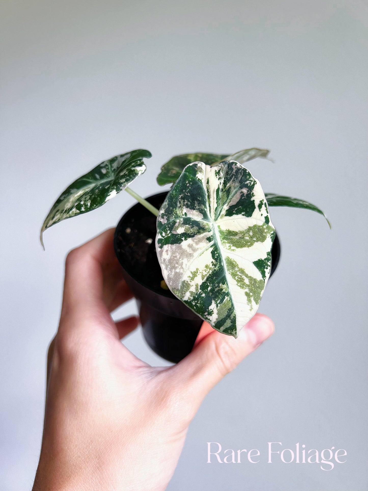 Alocasia Black Velvet Pink Variegated 3” Full Plant