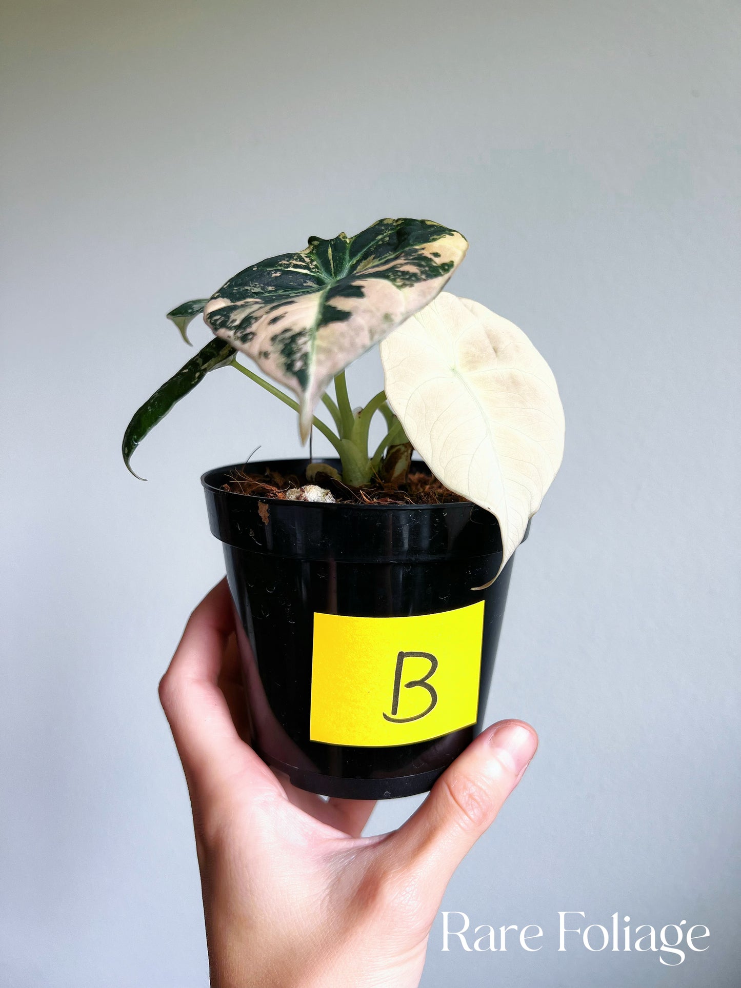 Alocasia Black Velvet Pink Variegated 4” Full Plant