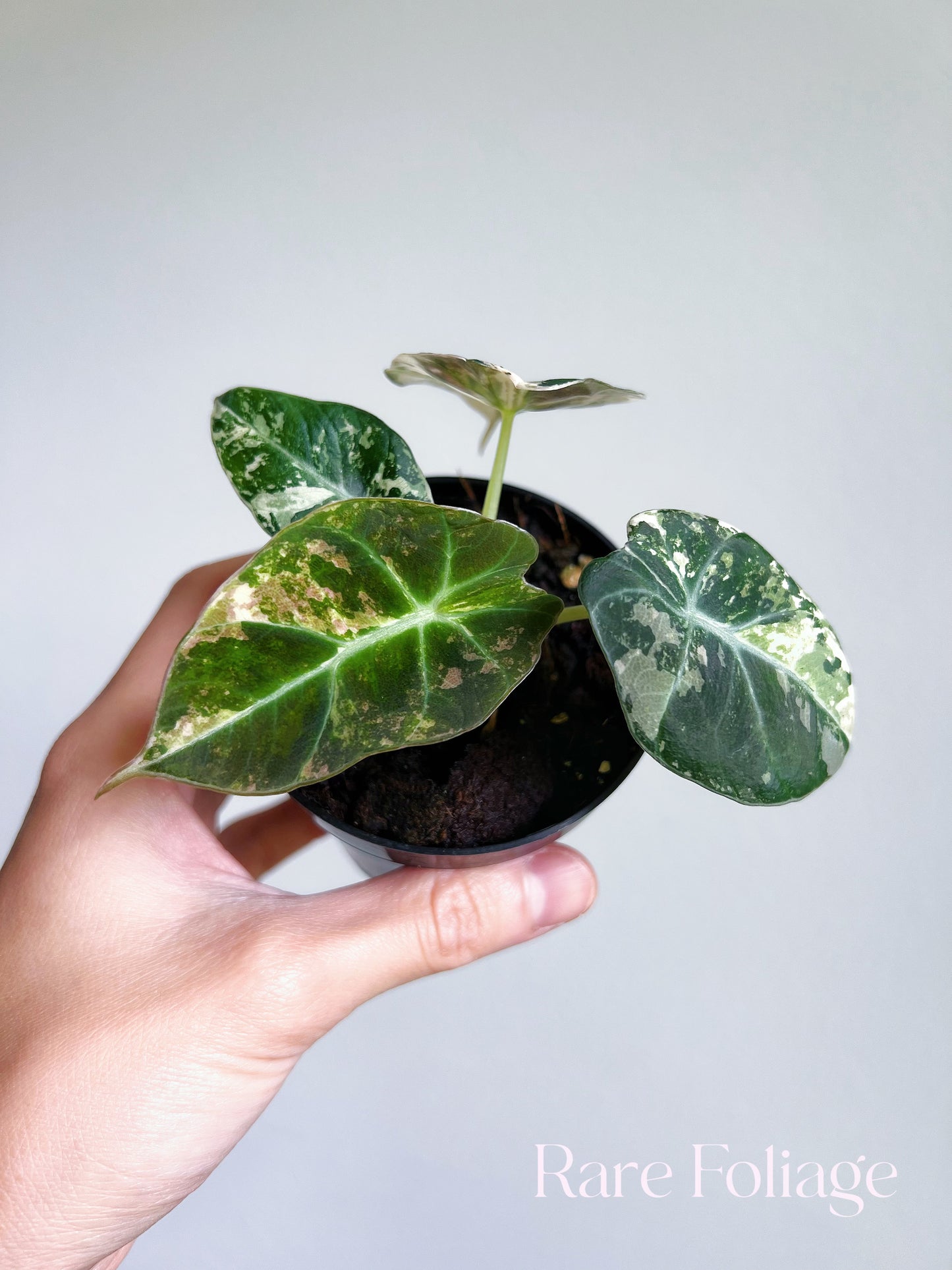 Alocasia Black Velvet Pink Variegated 3” Full Plant