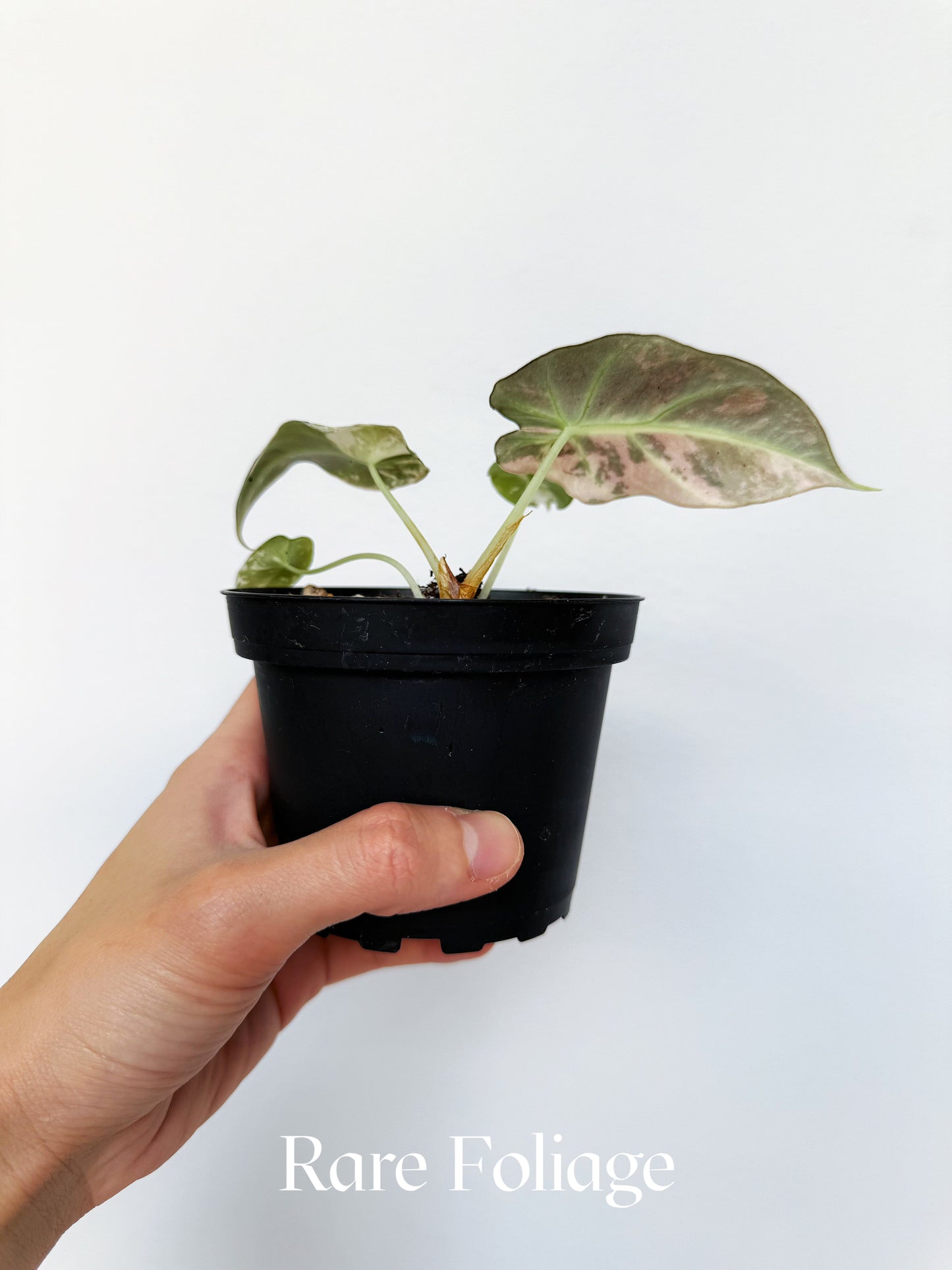 Alocasia Black Velvet Pink Variegated 4”