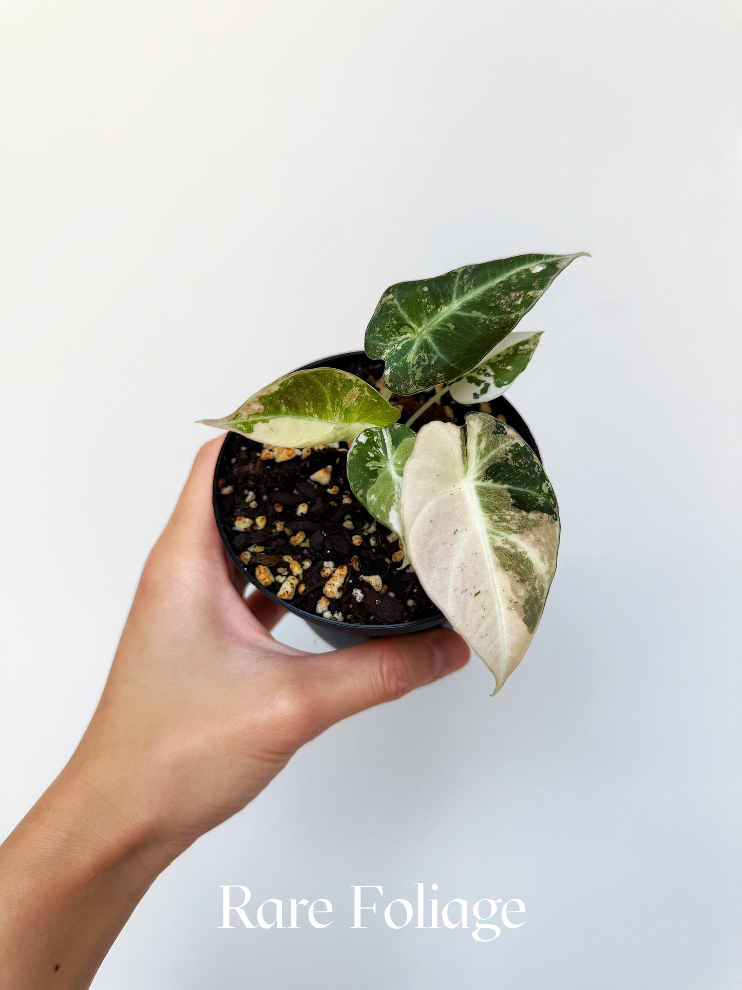 Alocasia Black Velvet Pink Variegated 4”