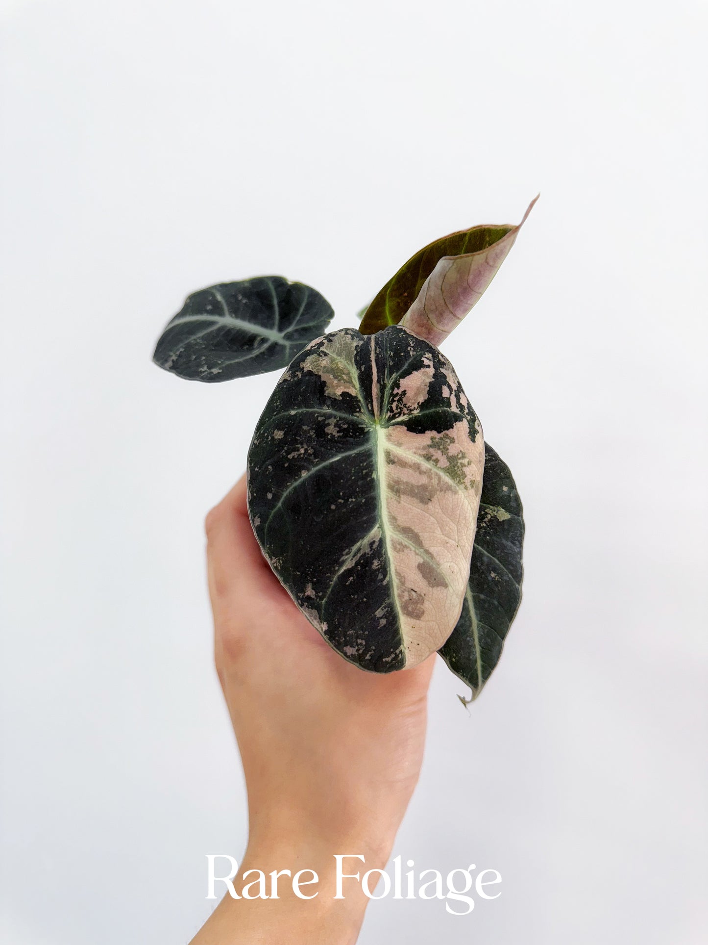 Alocasia Black Velvet Pink Variegated 3” Full Plant