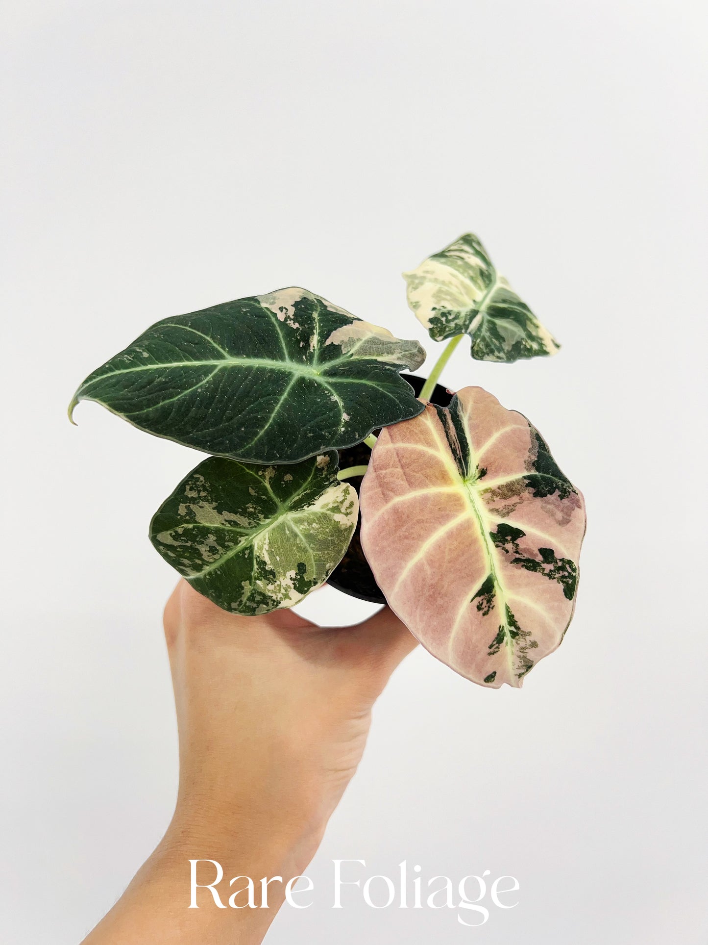 Alocasia Black Velvet Pink Variegated 3” Full Plant