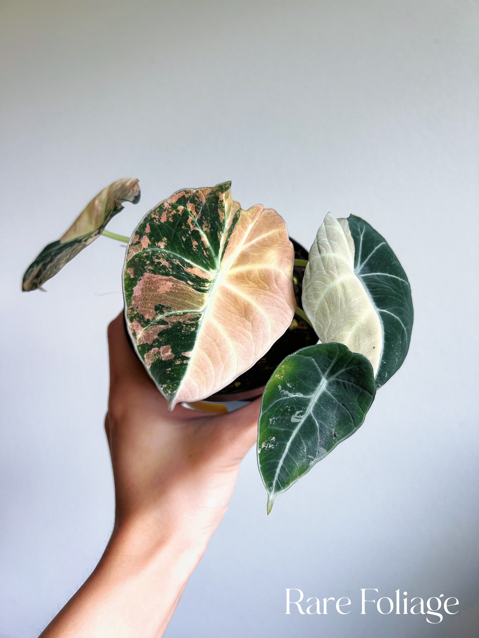 anthurium black dragon pink variegated Alocasia Black Velvet Pink Variegated 4” Full Plant – Rare Foliage Plant Co