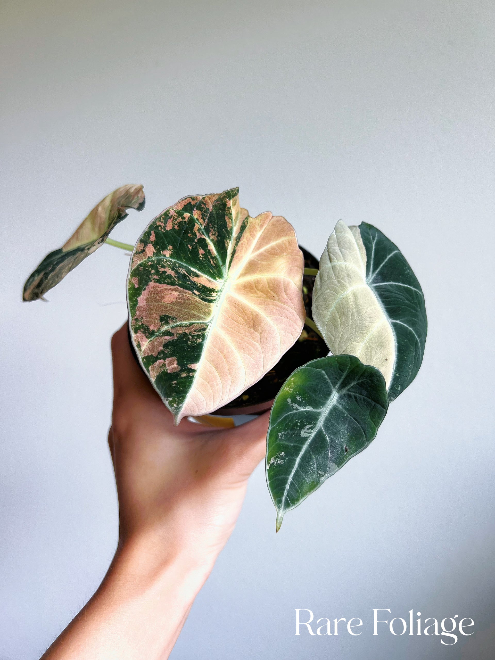 Alocasia Black Velvet Pink Variegated 4” Full Plant – Rare Foliage