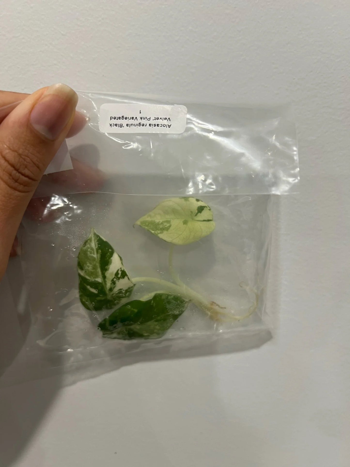 Alocasia Black Velvet Pink (Tissue Culture) *Preorder* Ship Date Mid March 2026