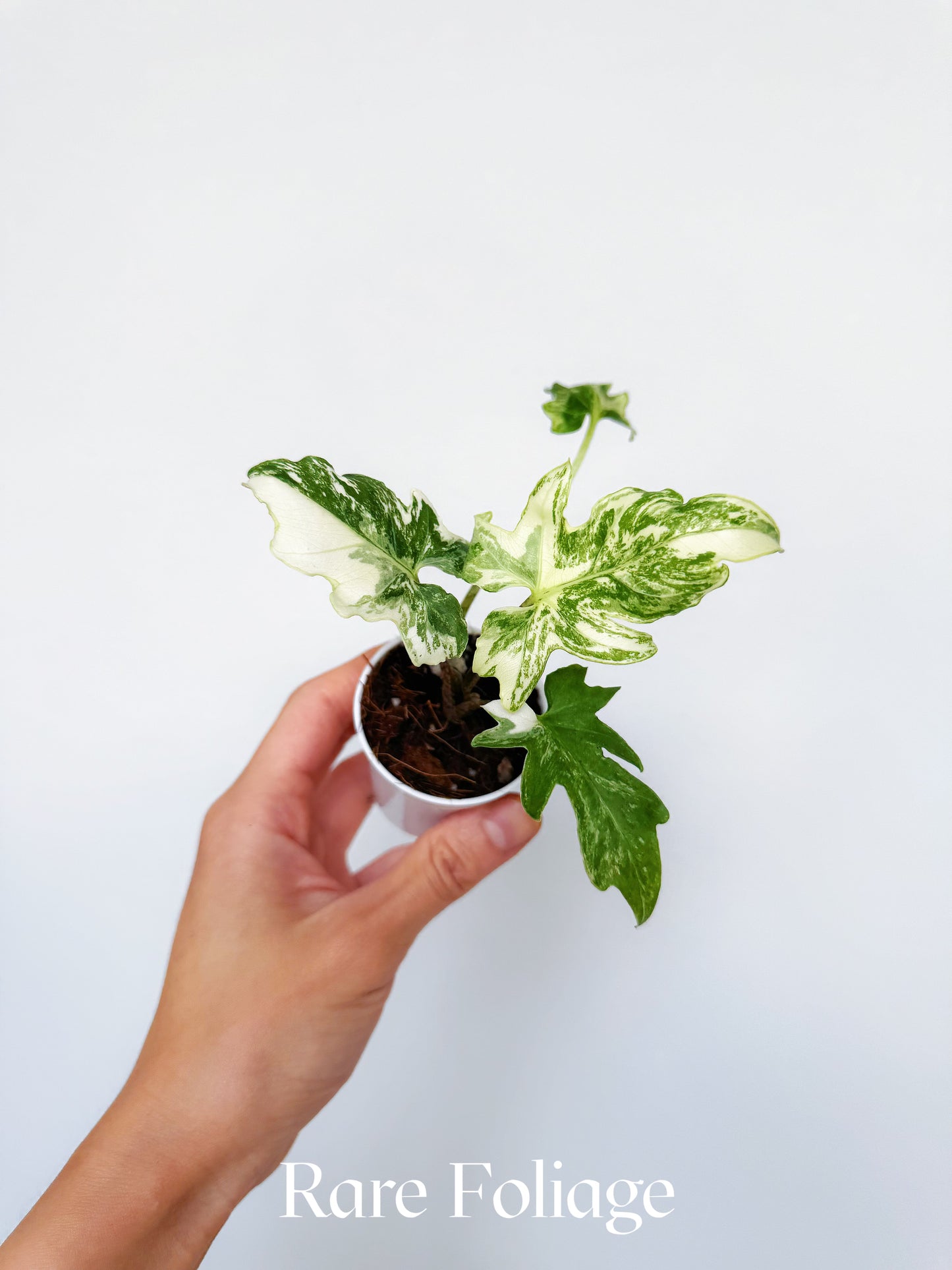 Alocasia Brancifolia Albo Variegated 2”