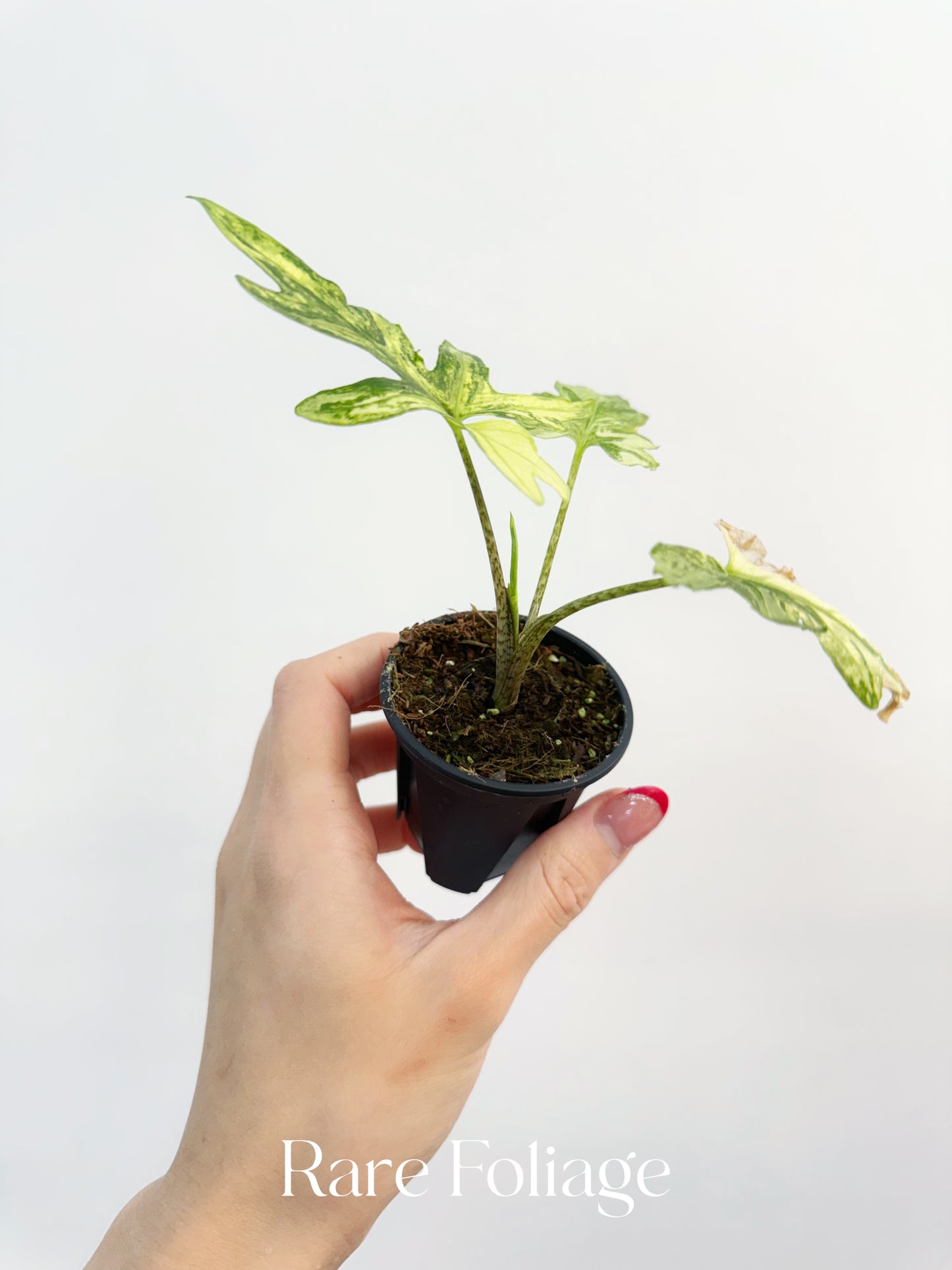 Alocasia Brancifolia Albo Variegated 2”