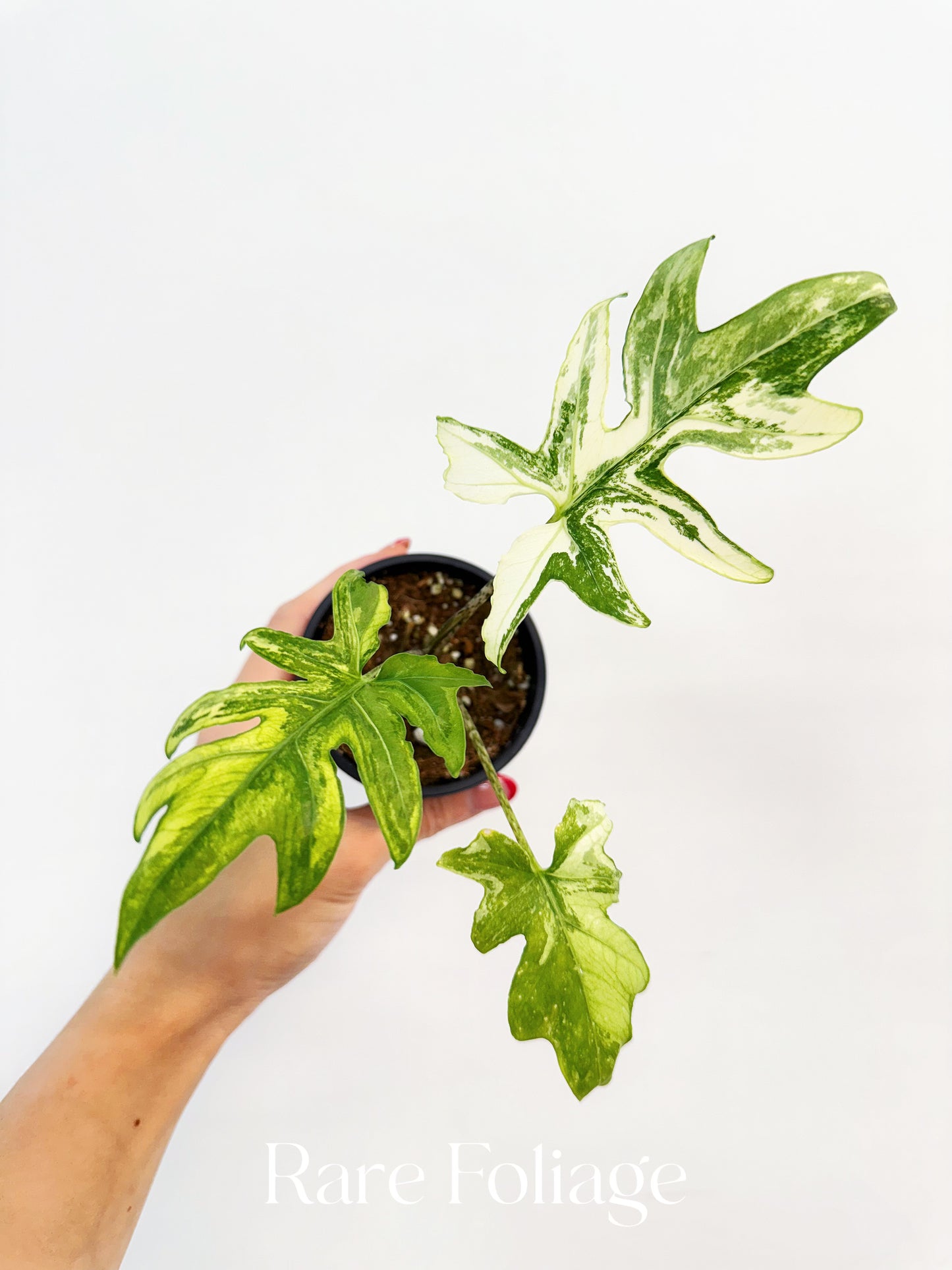 Alocasia Brancifolia Albo Variegated 3” Exact Plant