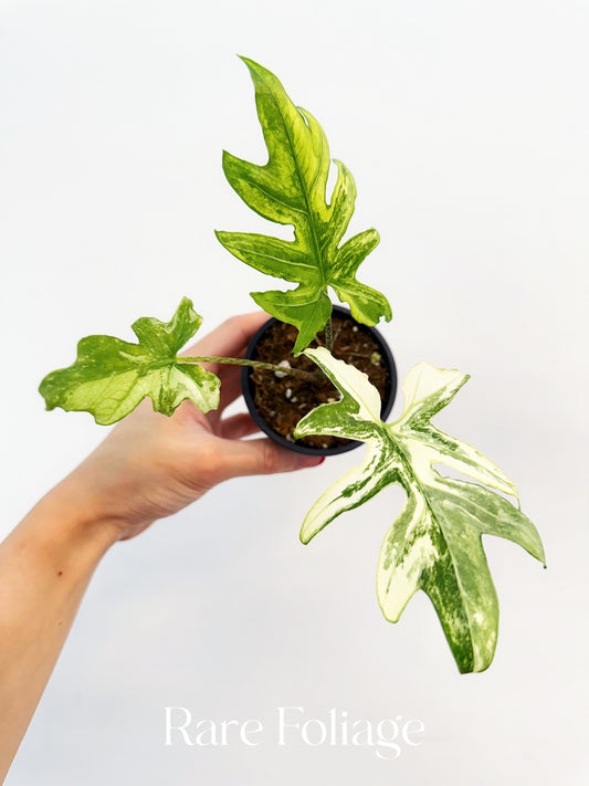 Alocasia Brancifolia Albo Variegated 3” Exact Plant