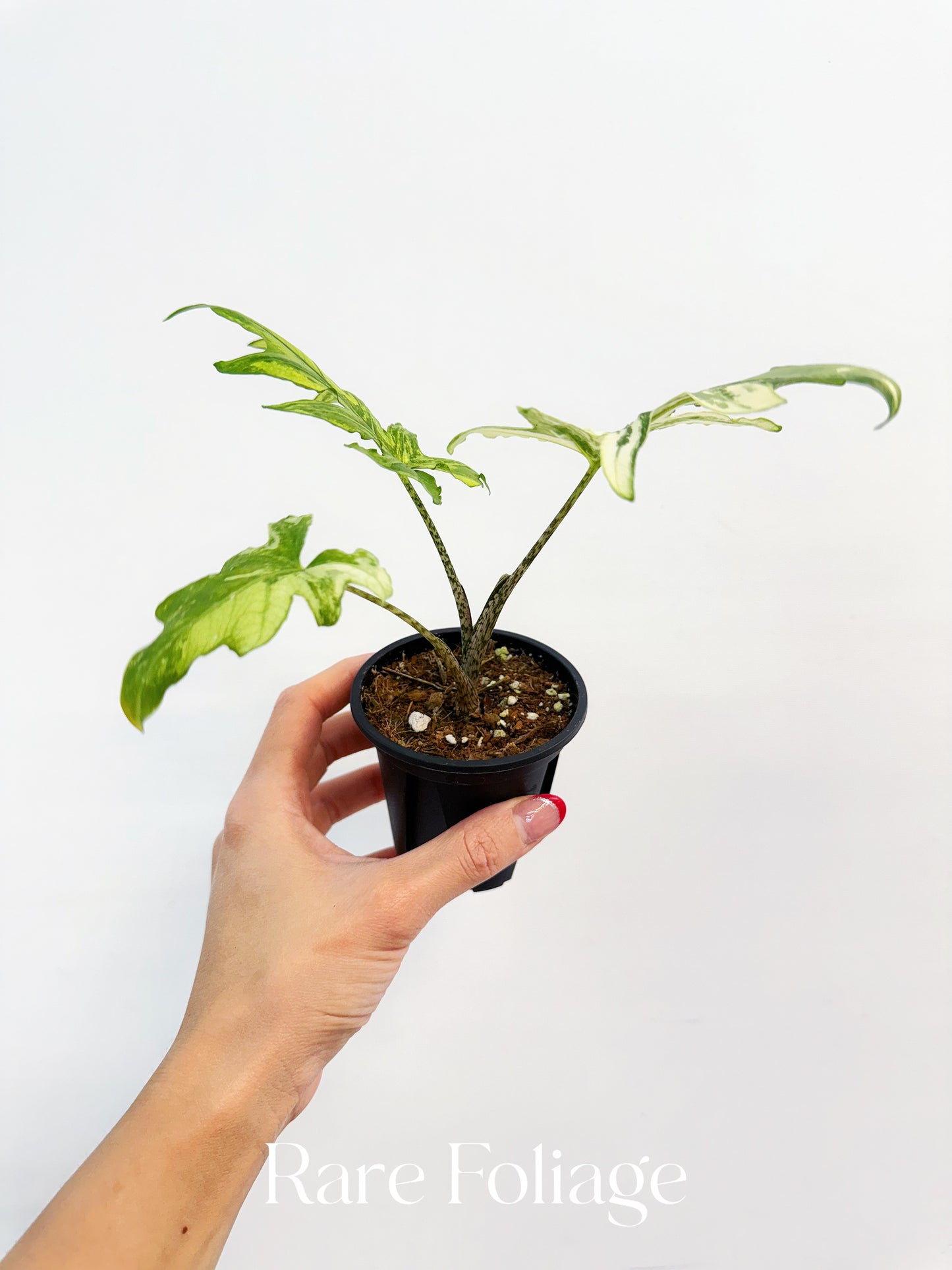 Alocasia Brancifolia Albo Variegated 3” Exact Plant