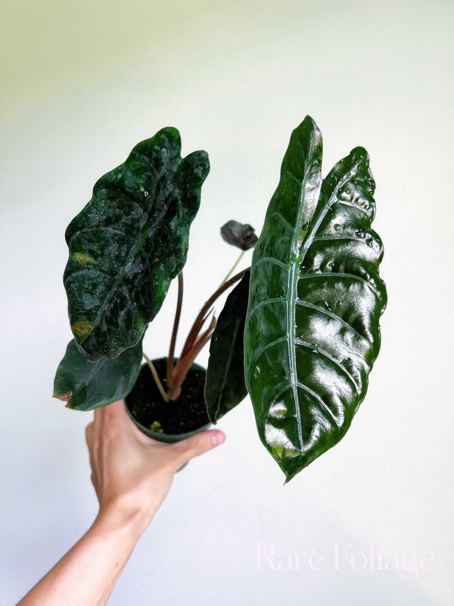 Alocasia Chantrieri 4”