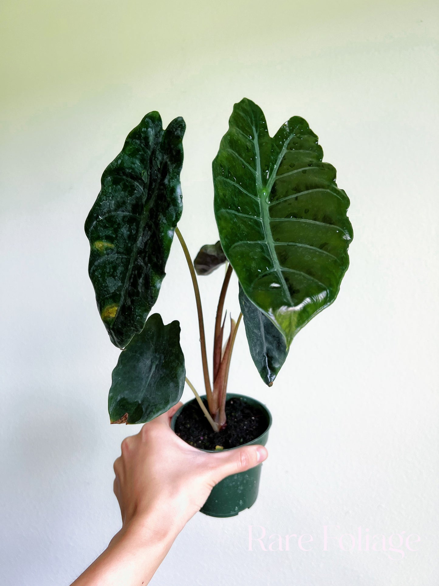 Alocasia Chantrieri 4”