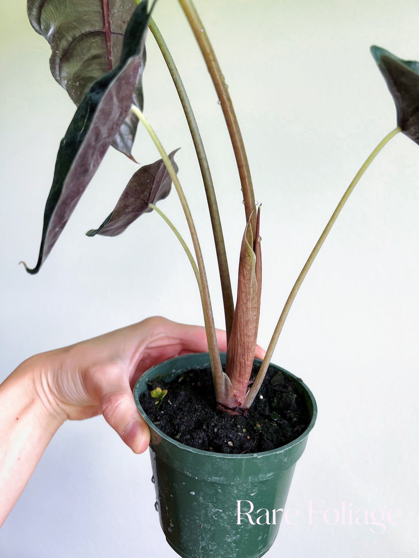 Alocasia Chantrieri 4”