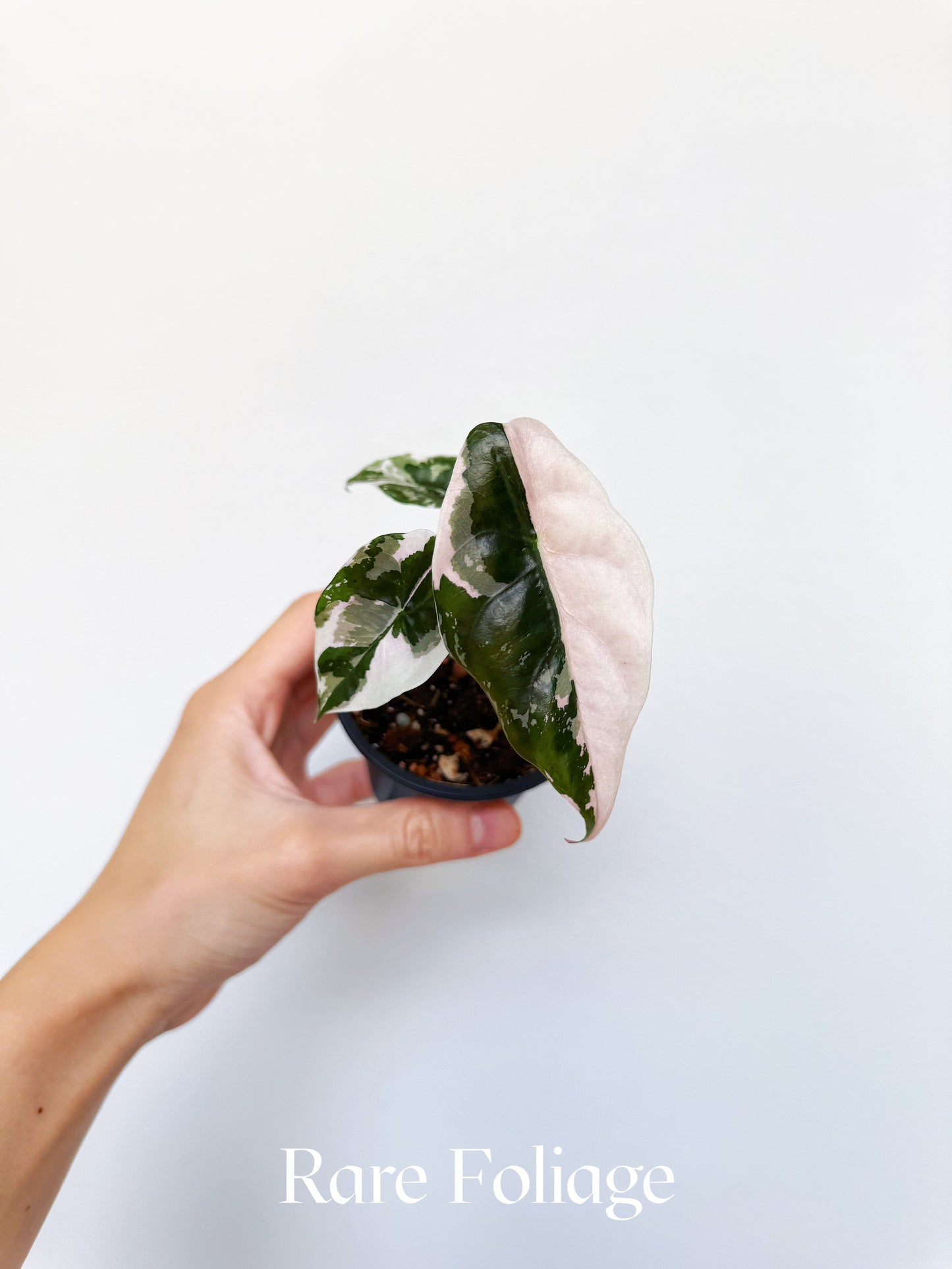 Alocasia Chantrieri Pink Variegated 3” Exact Plant