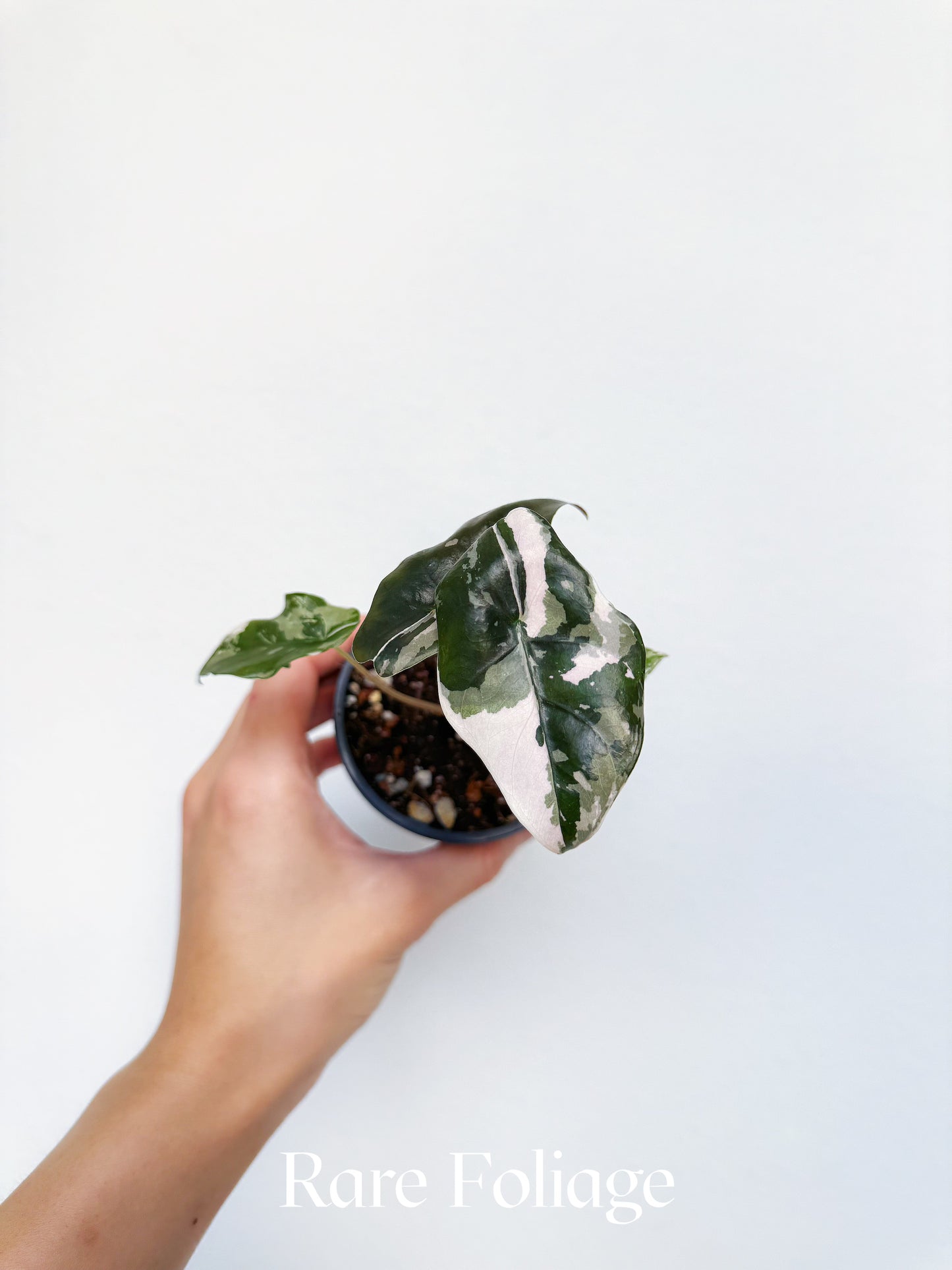 Alocasia Chantrieri Pink Variegated 3” Exact Plant