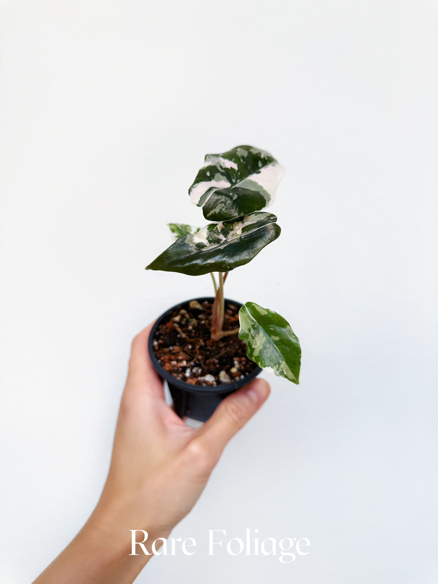 Alocasia Chantrieri Pink Variegated 3” Exact Plant