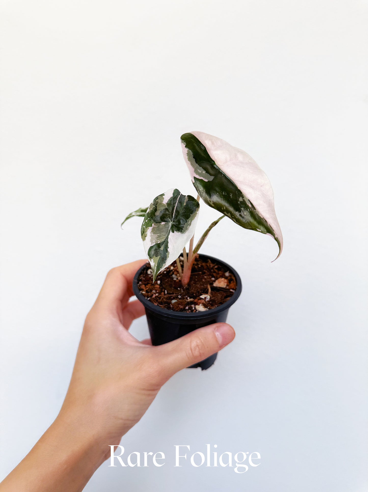 Alocasia Chantrieri Pink Variegated 3” Exact Plant