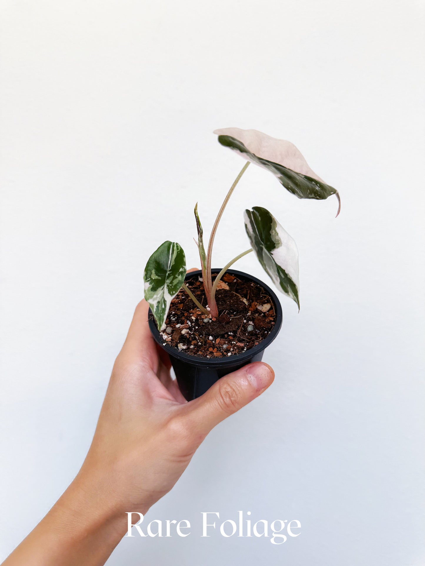 Alocasia Chantrieri Pink Variegated 3” Exact Plant