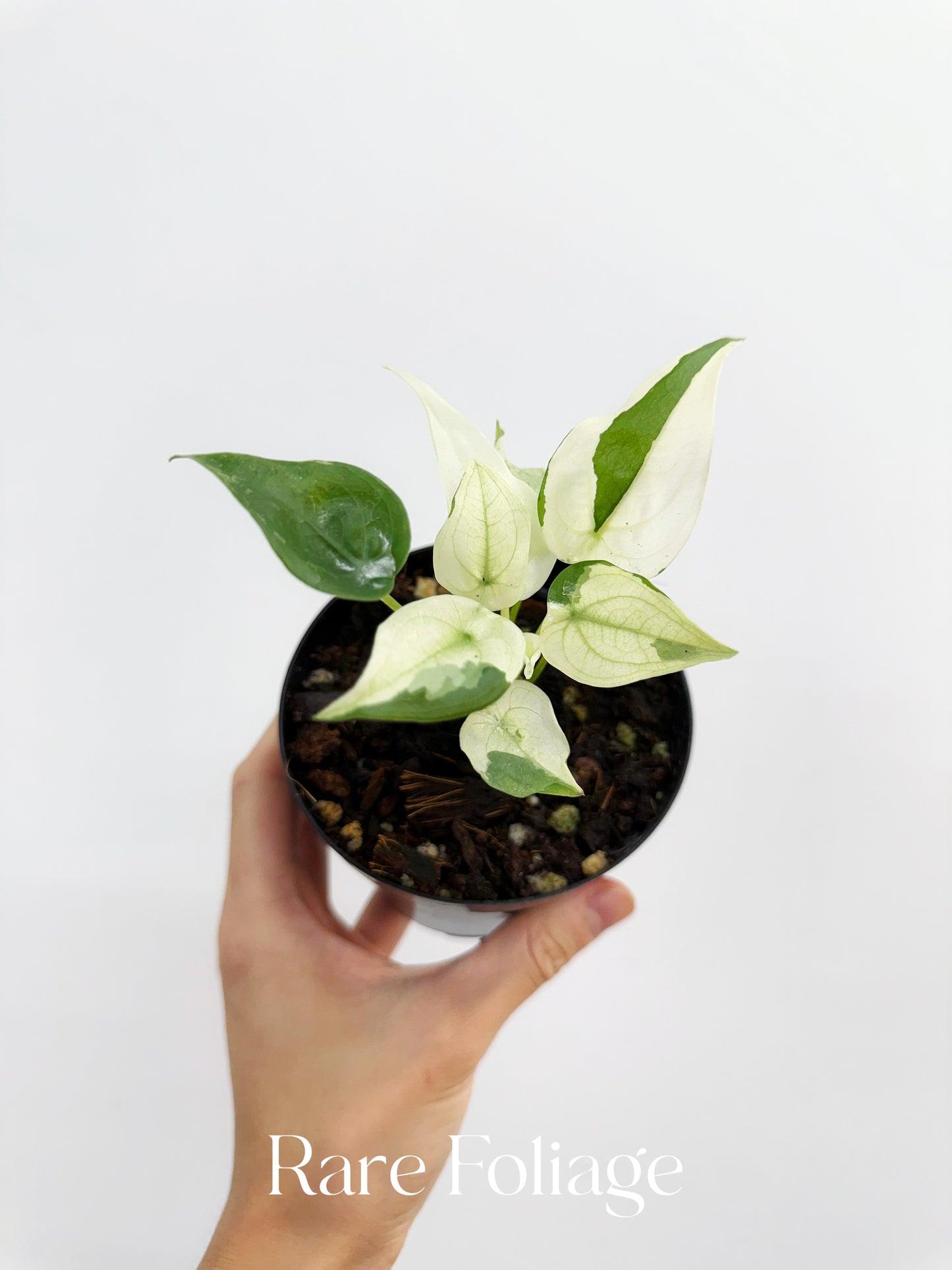 Alocasia Cucullata Albo Mint 4"