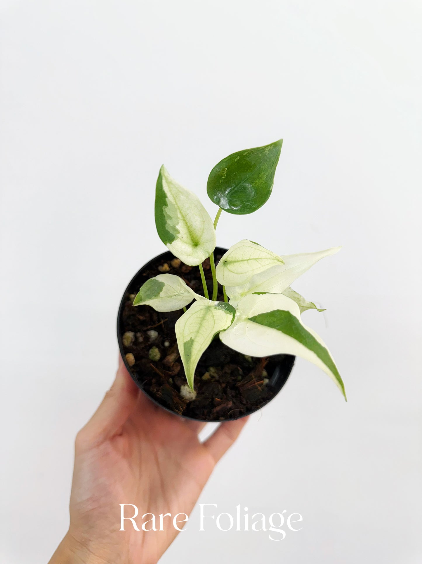 Alocasia Cucullata Albo Mint 4"