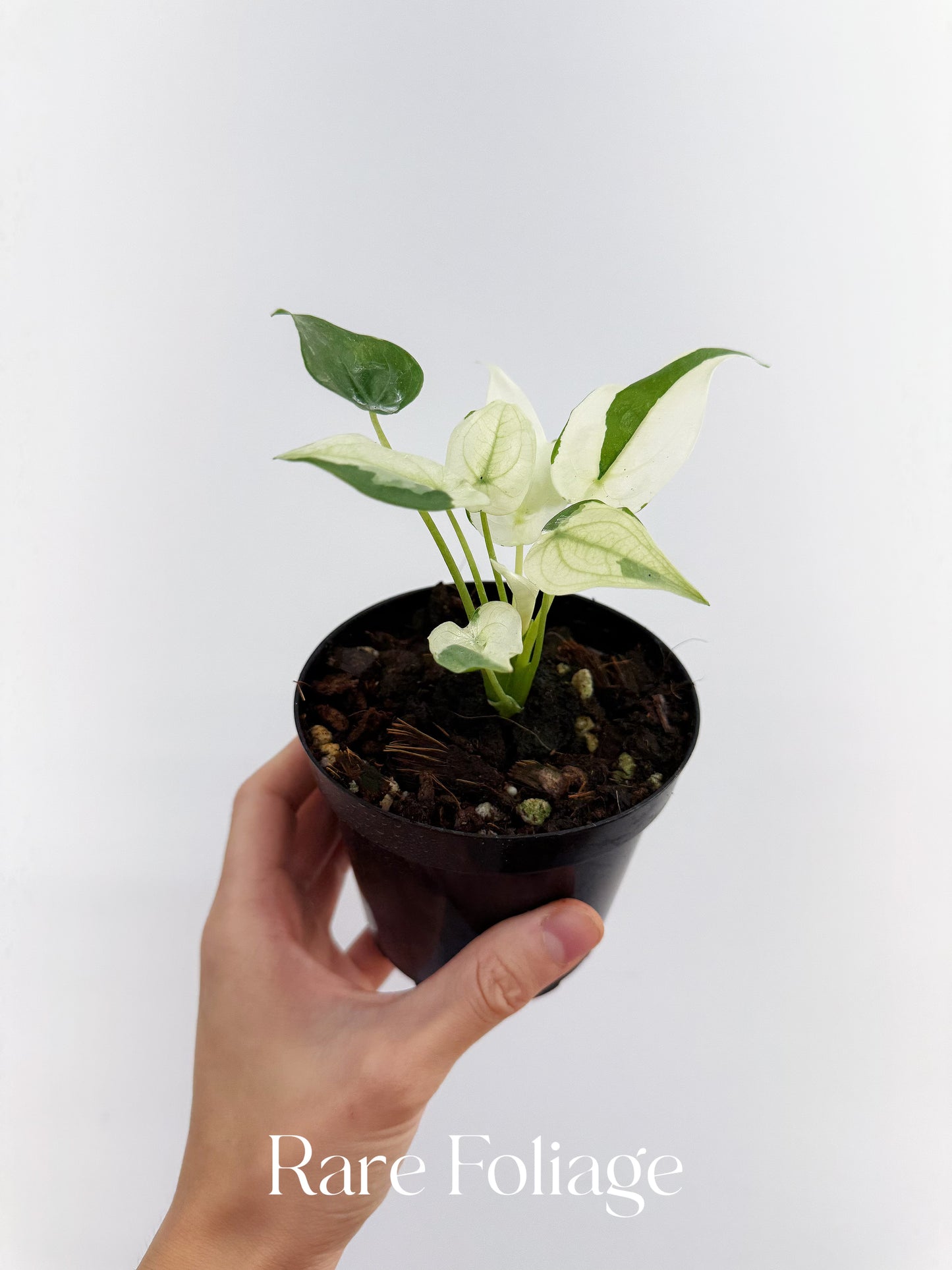 Alocasia Cucullata Albo Mint 4"