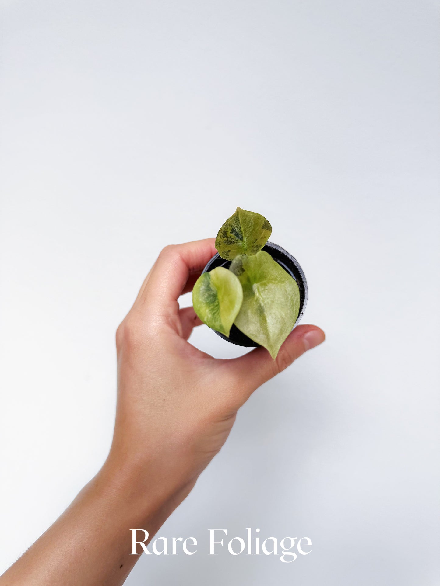 Alocasia Cuprea Latte 2” Exact Plant