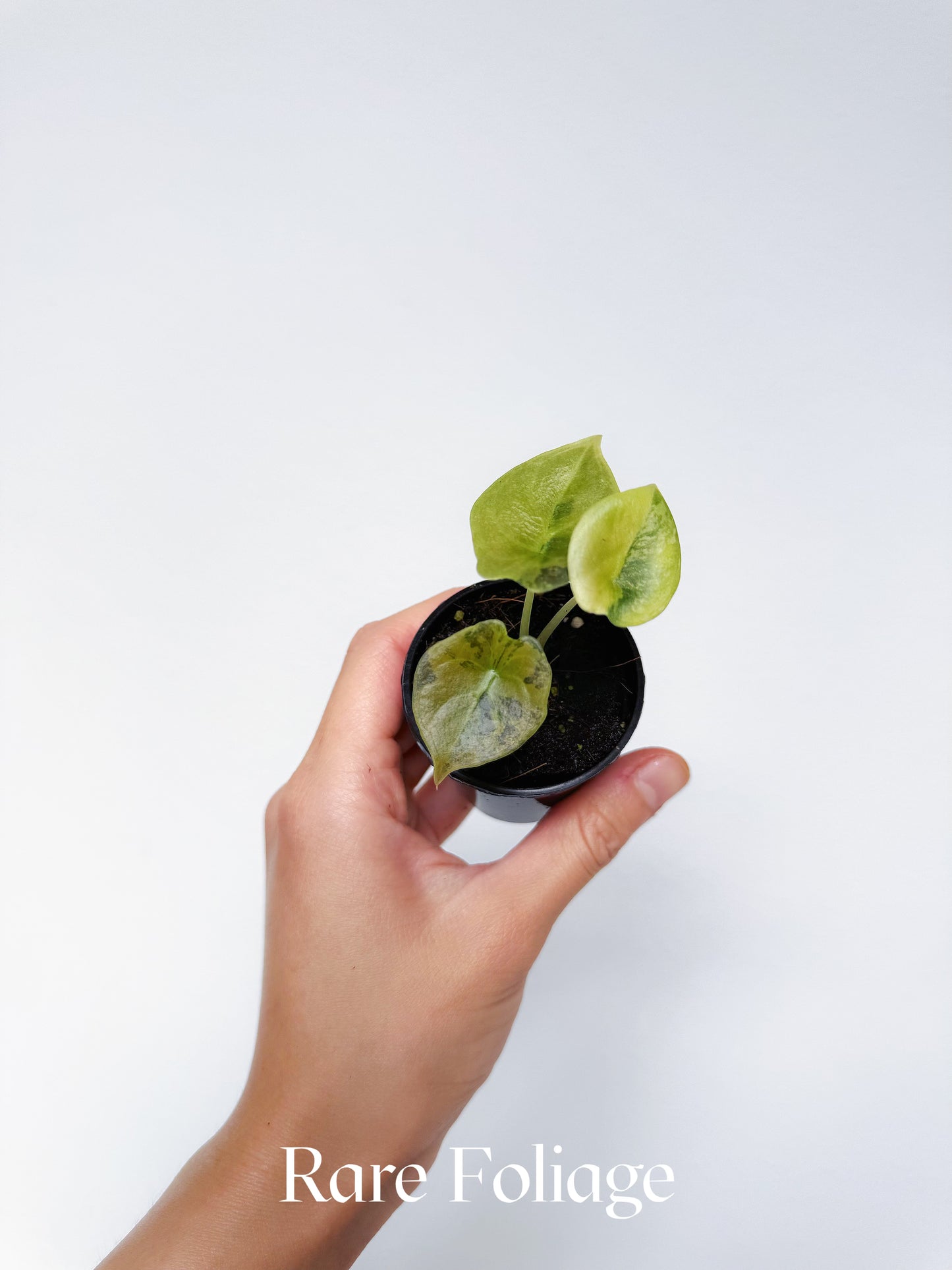 Alocasia Cuprea Latte 2” Exact Plant