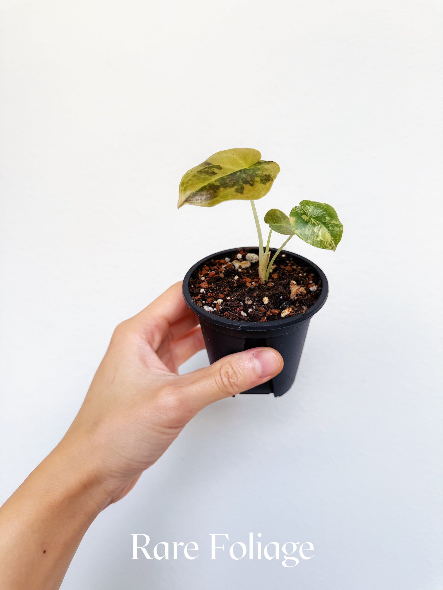 Alocasia Cuprea Latte Variegated 3" Exact Plant