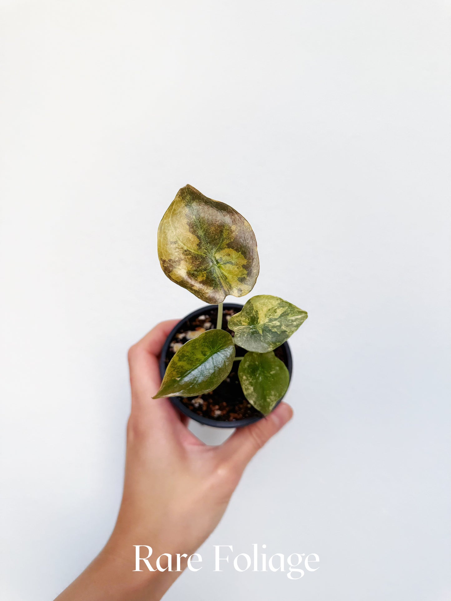 Alocasia Cuprea Latte Variegated 3" Exact Plant