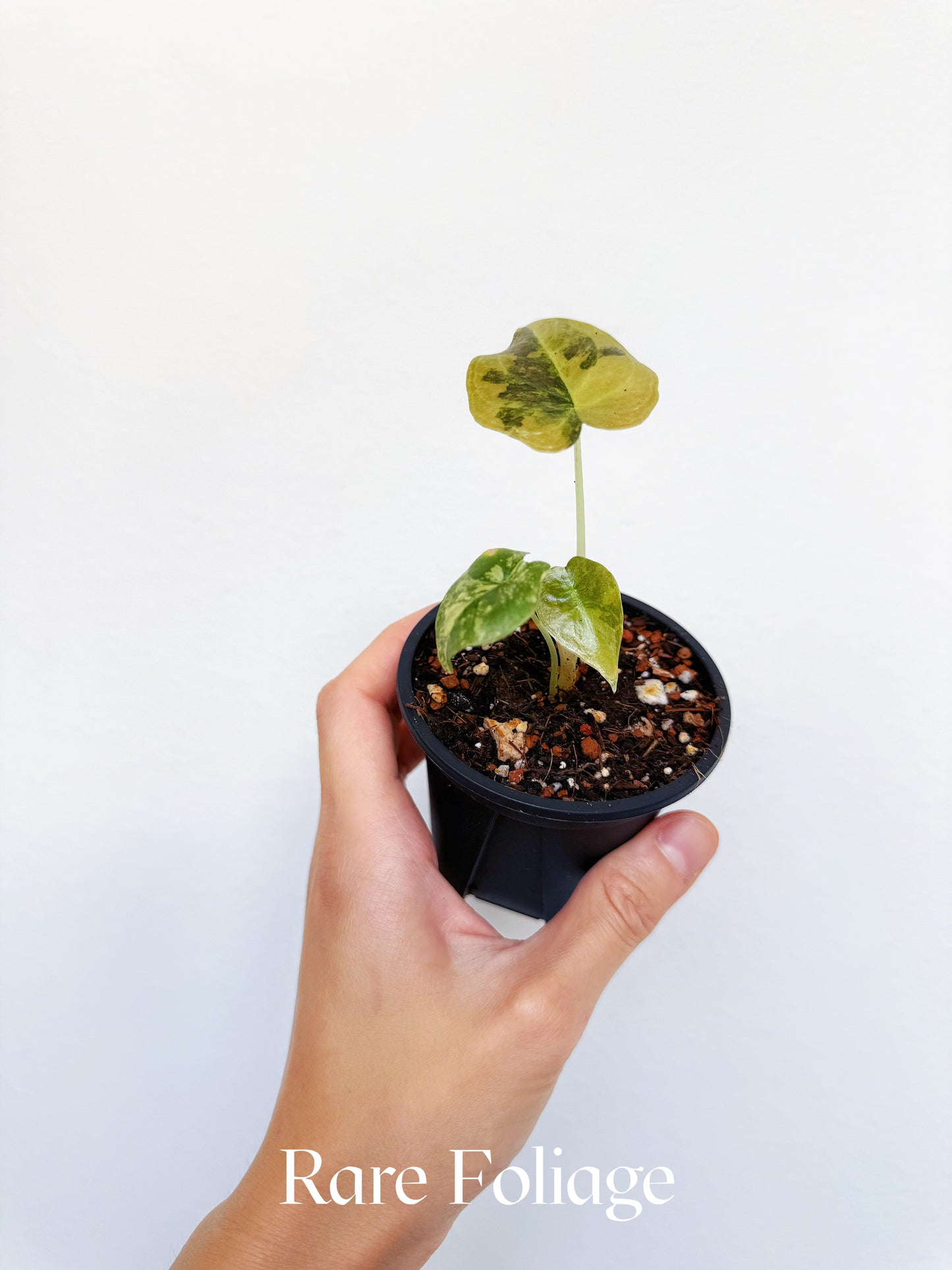 Alocasia Cuprea Latte Variegated 3" Exact Plant