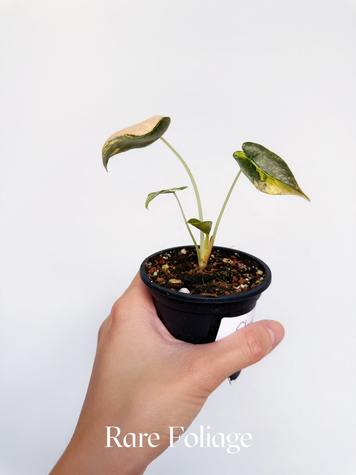 Alocasia Cuprea Latte Variegated 3" Exact Plant
