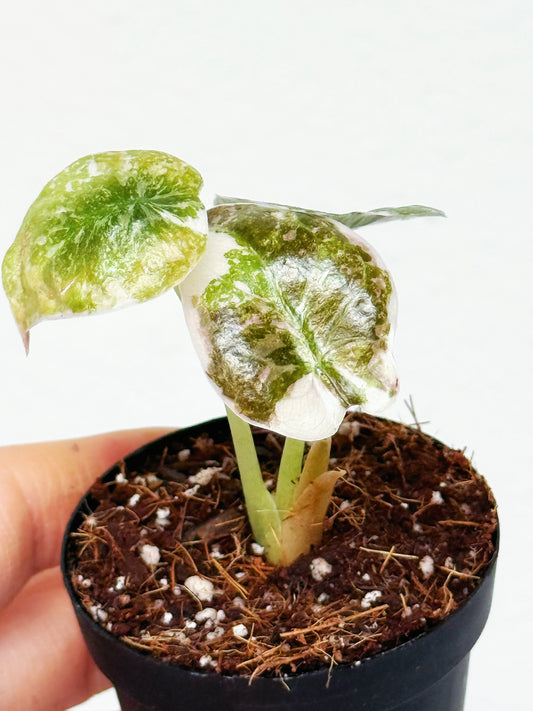 Alocasia Cuprea Marble Pink Variegated 2”