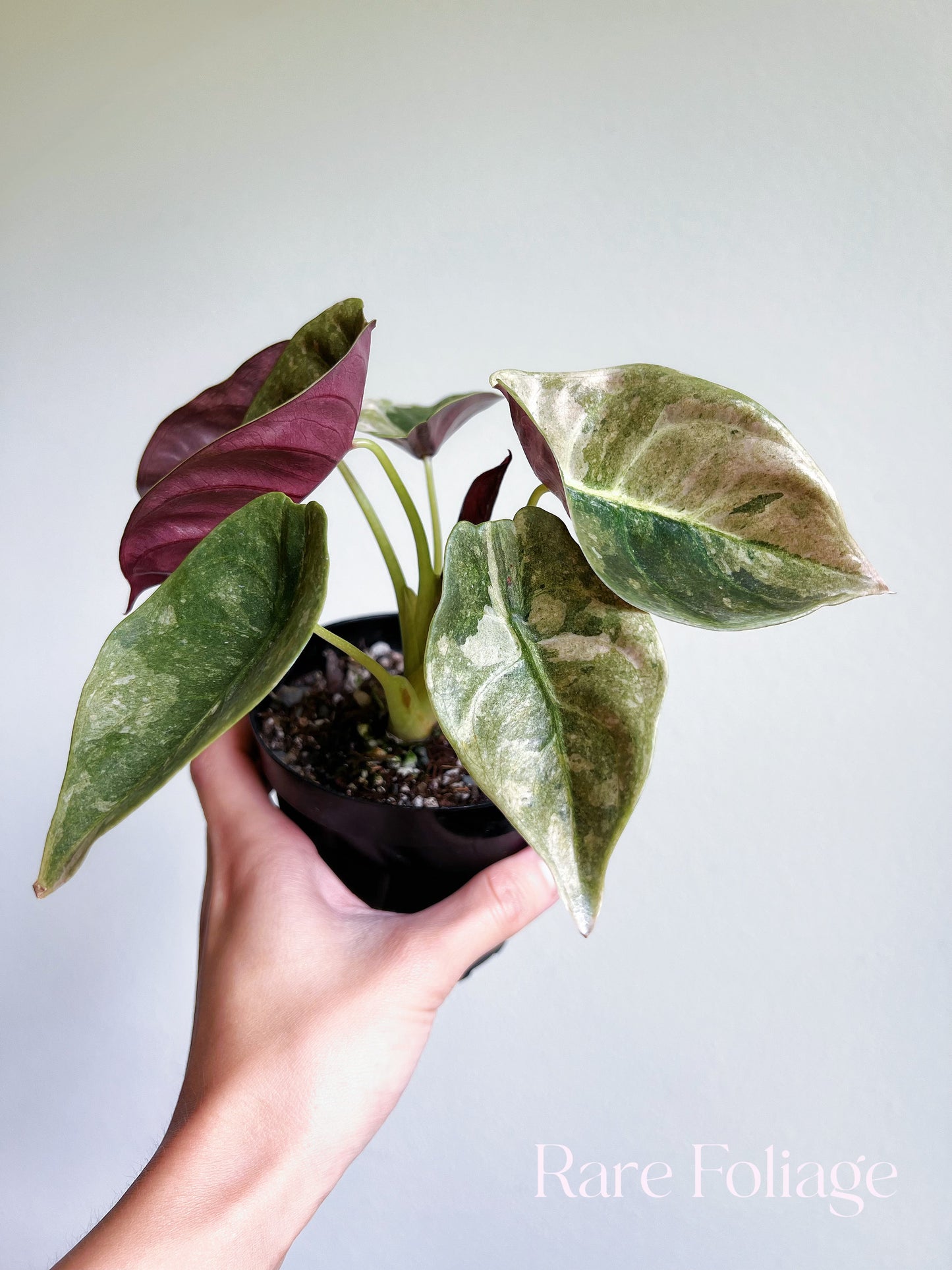 Alocasia Cuprea Pink Variegated 4”