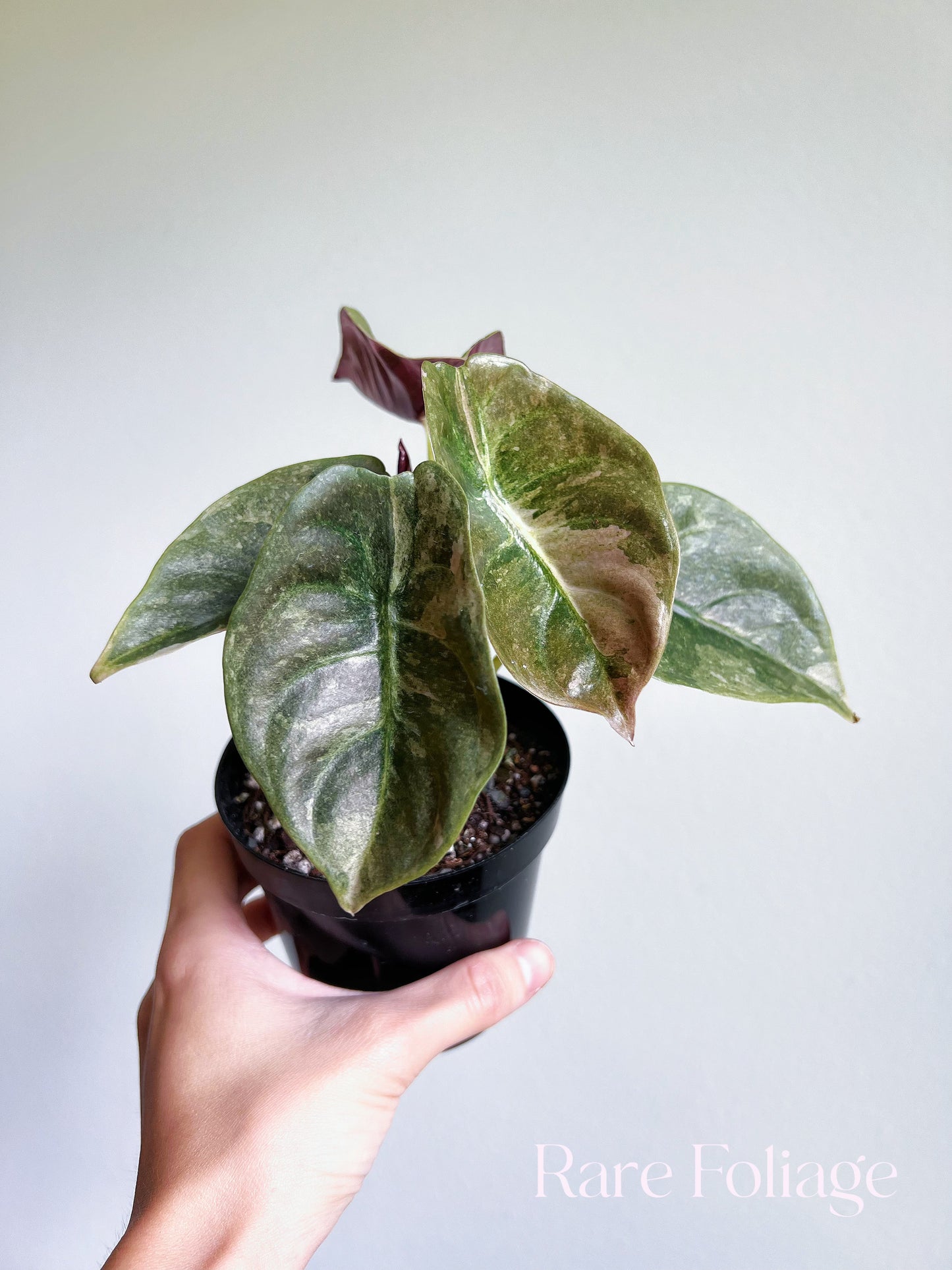 Alocasia Cuprea Pink Variegated 4”