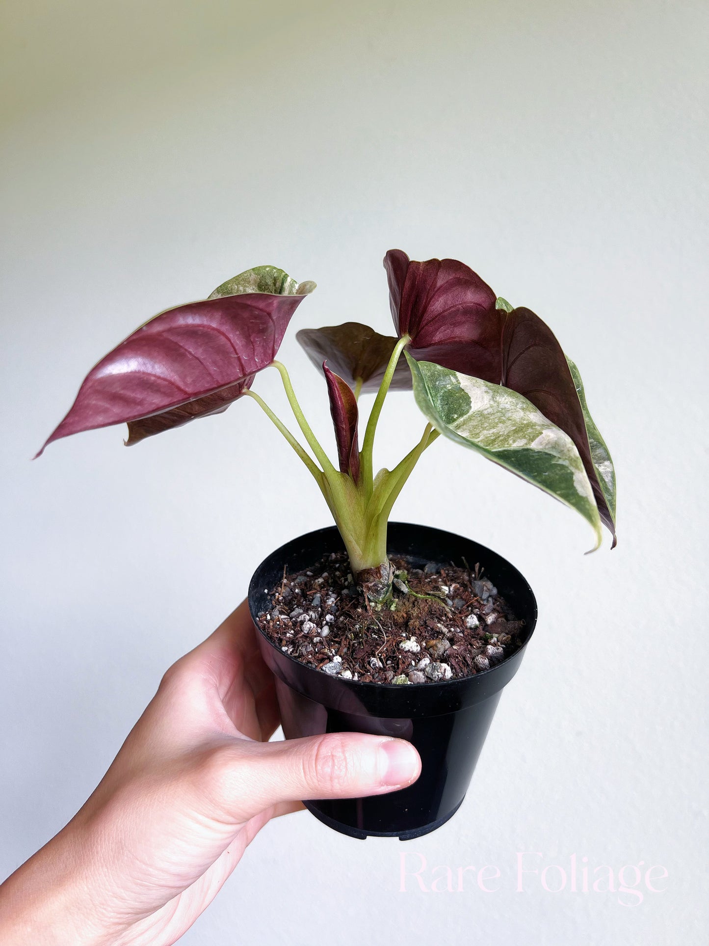 Alocasia Cuprea Pink Variegated 4”