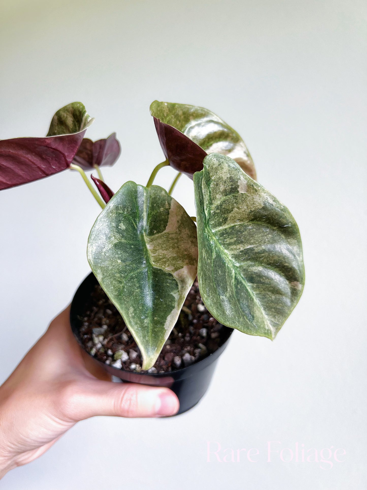 Alocasia Cuprea Pink Variegated 4”