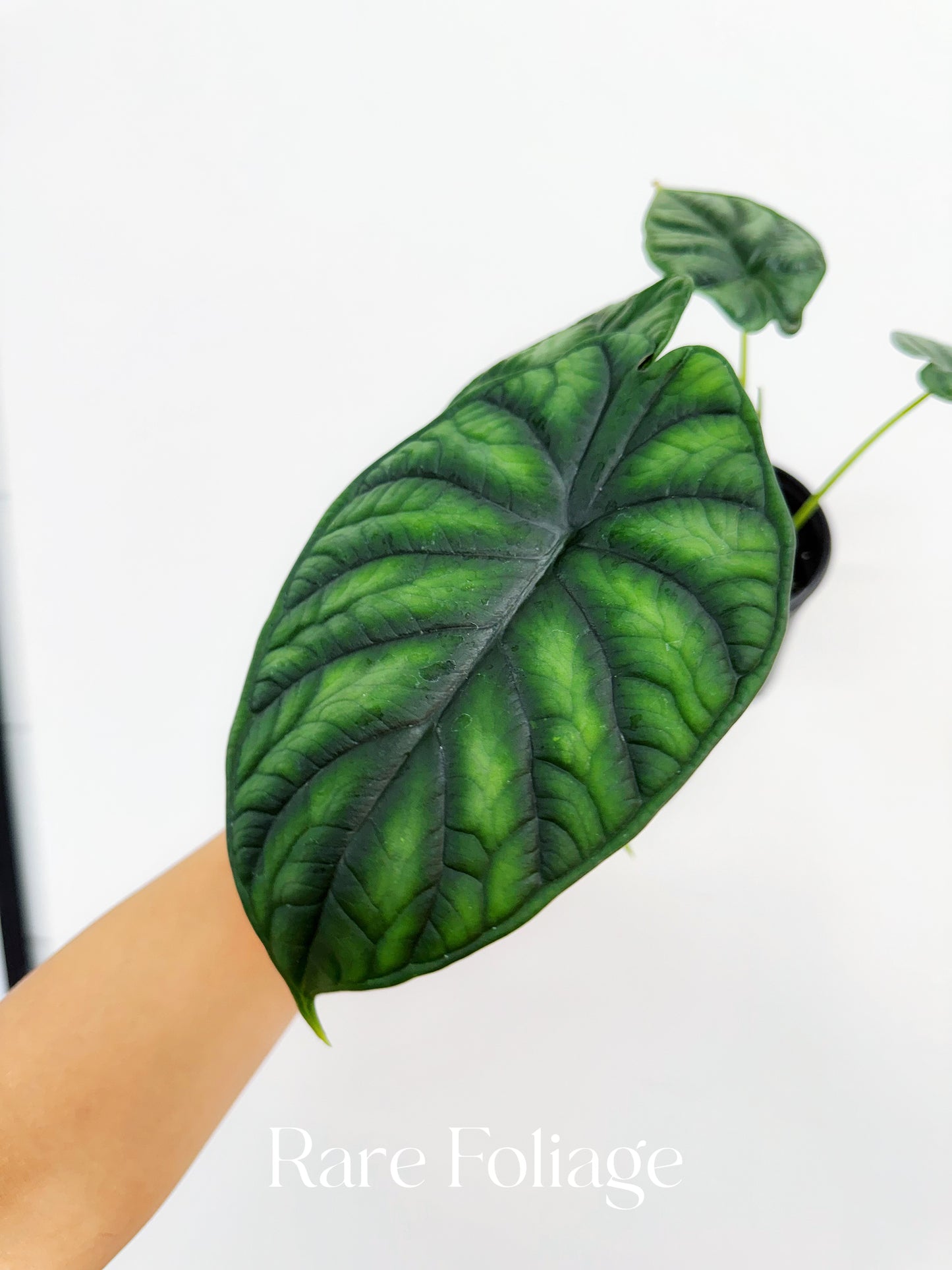 Alocasia Dragon Scale 4"