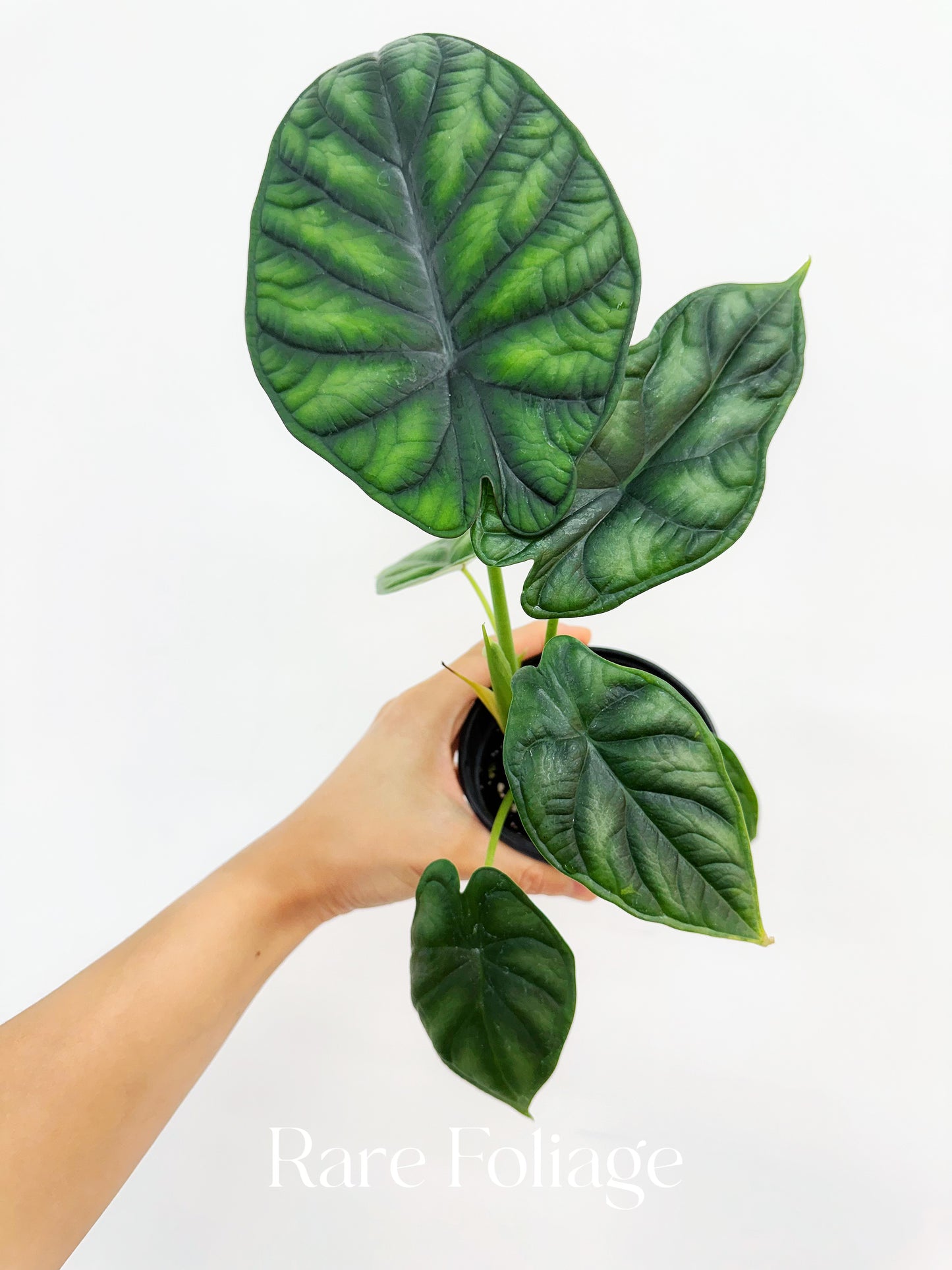 Alocasia Dragon Scale 4"