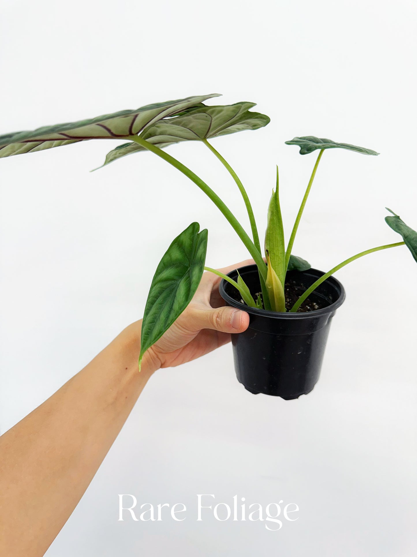 Alocasia Dragon Scale 4"