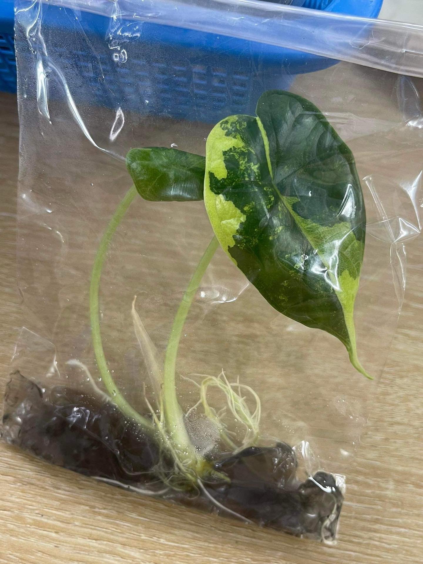 Alocasia Dragon Scale Aurea Variegated (Tissue Culture）