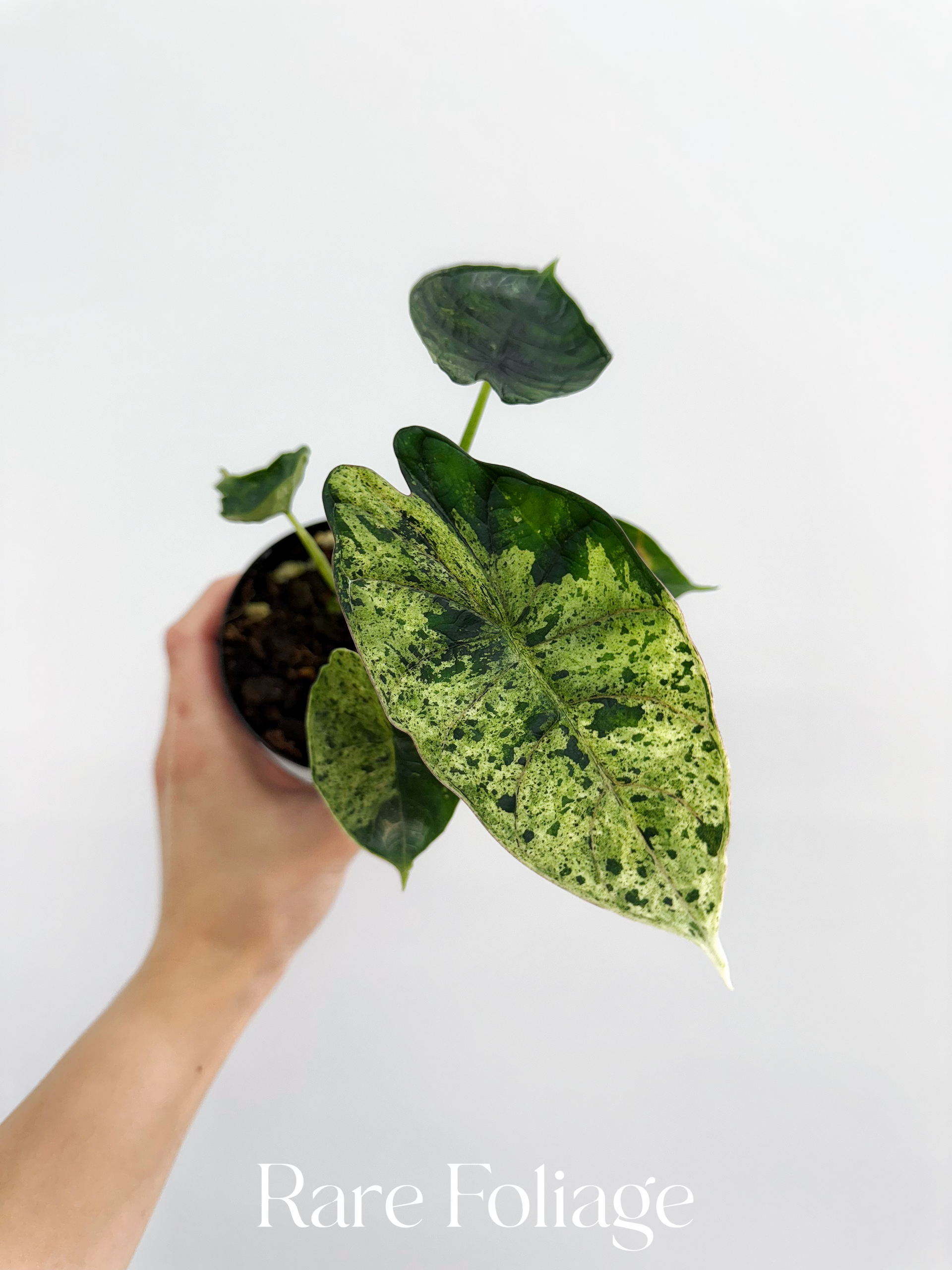 Alocasia Dragon Scale mint 2本セット Buy Alocasia Dragon Scale Mint Marble Var… | Thailand Export