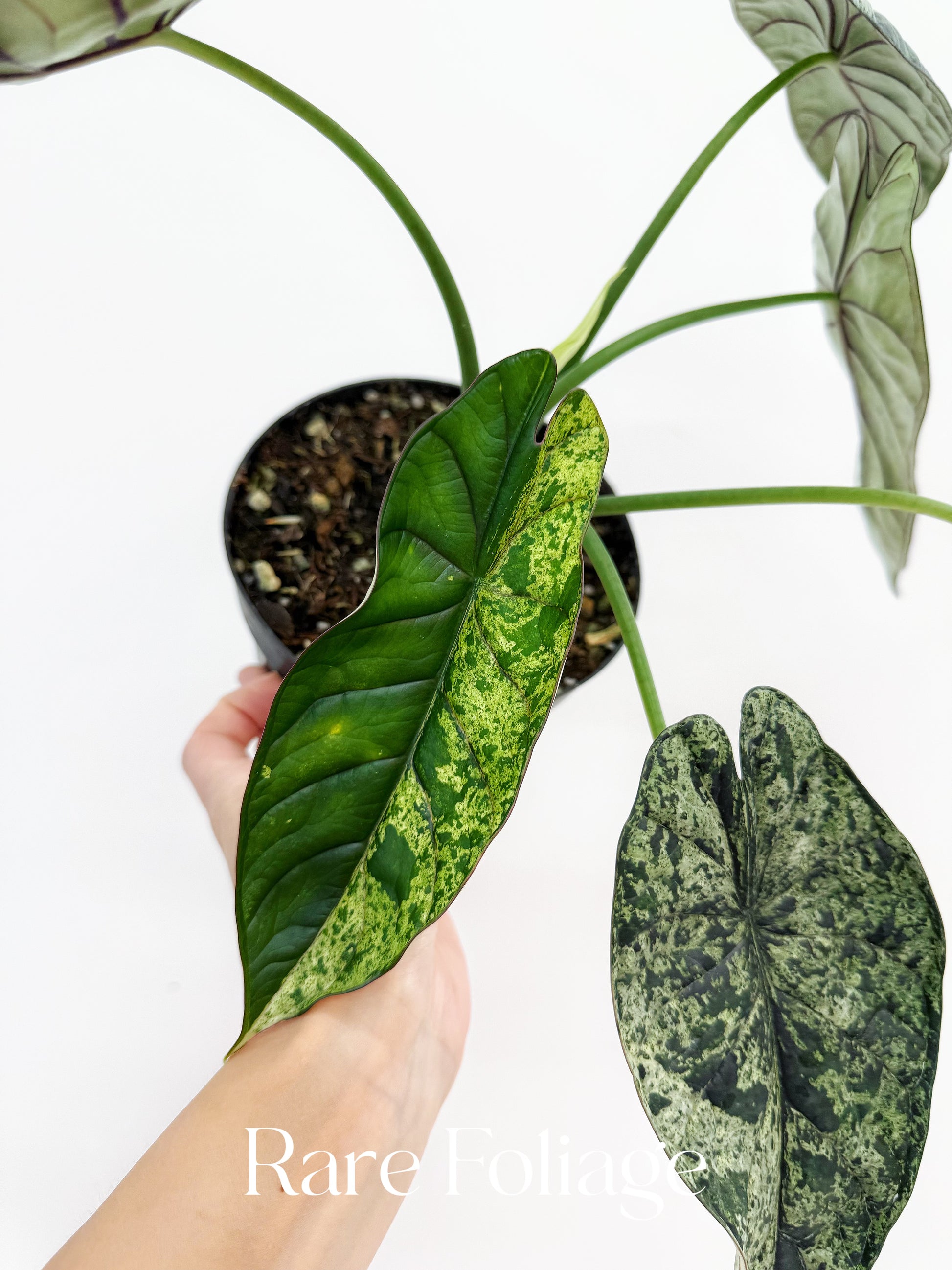 Alocasia Dragon Scale Mint Variegated 6” – Rare Foliage Plant Co Alocasia Dragon Scale Mint Variegated 6” – Rare Foliage Plant Co