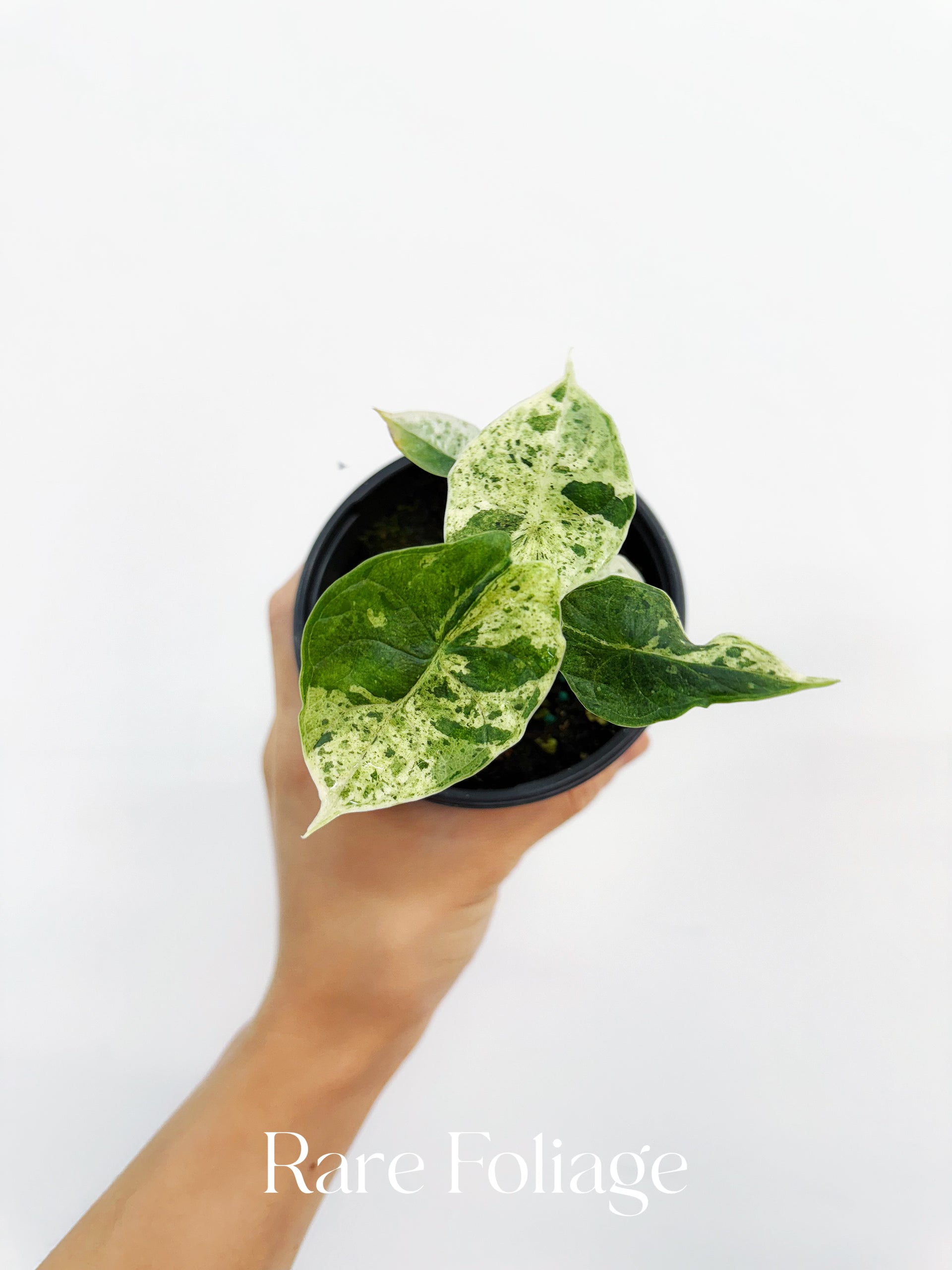 Alocasia Dragon Scale mint var. 2本セット FullSizeRender_81eb416d-f09f-