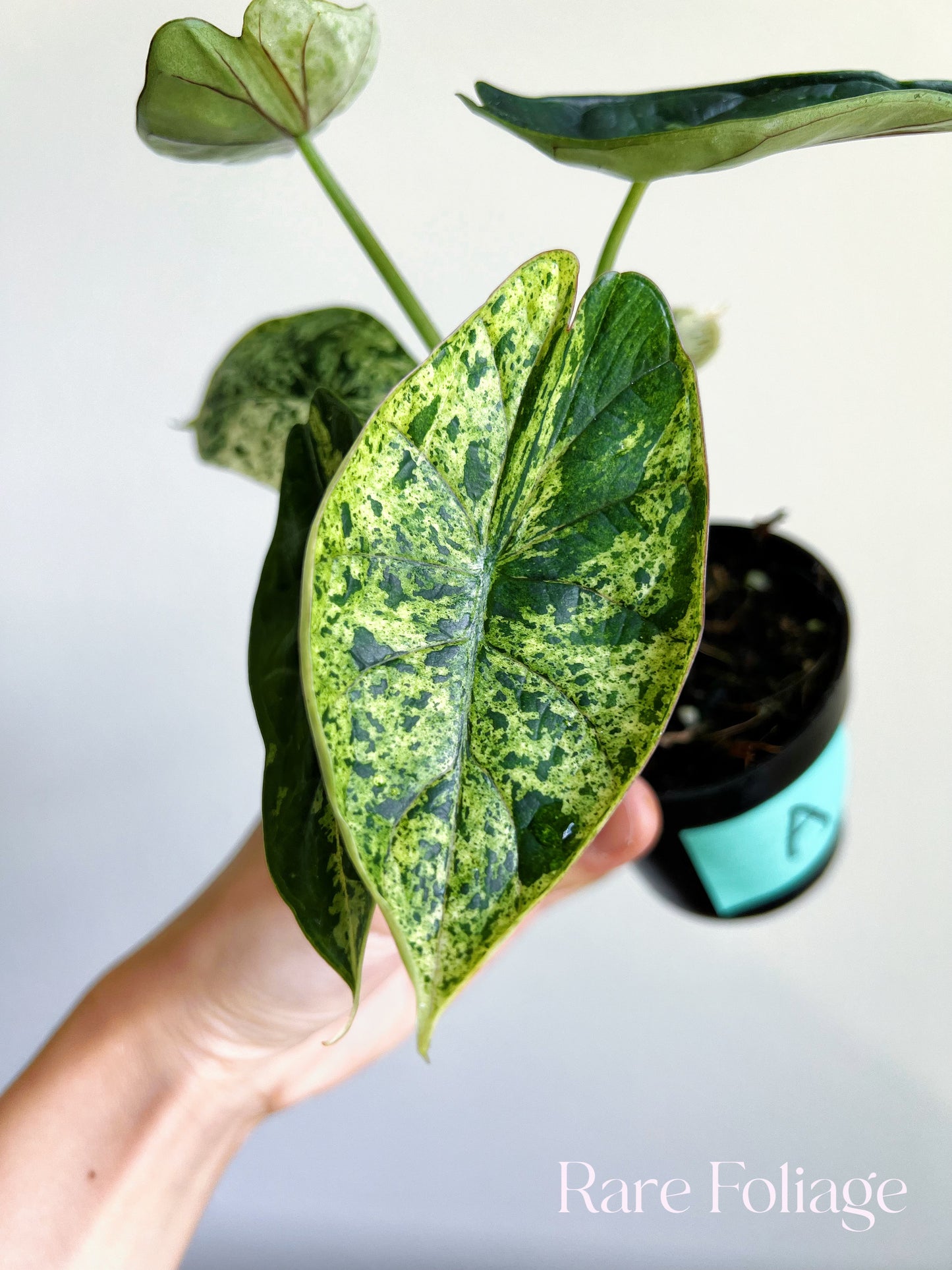 Alocasia Dragon Scale Mint 3”