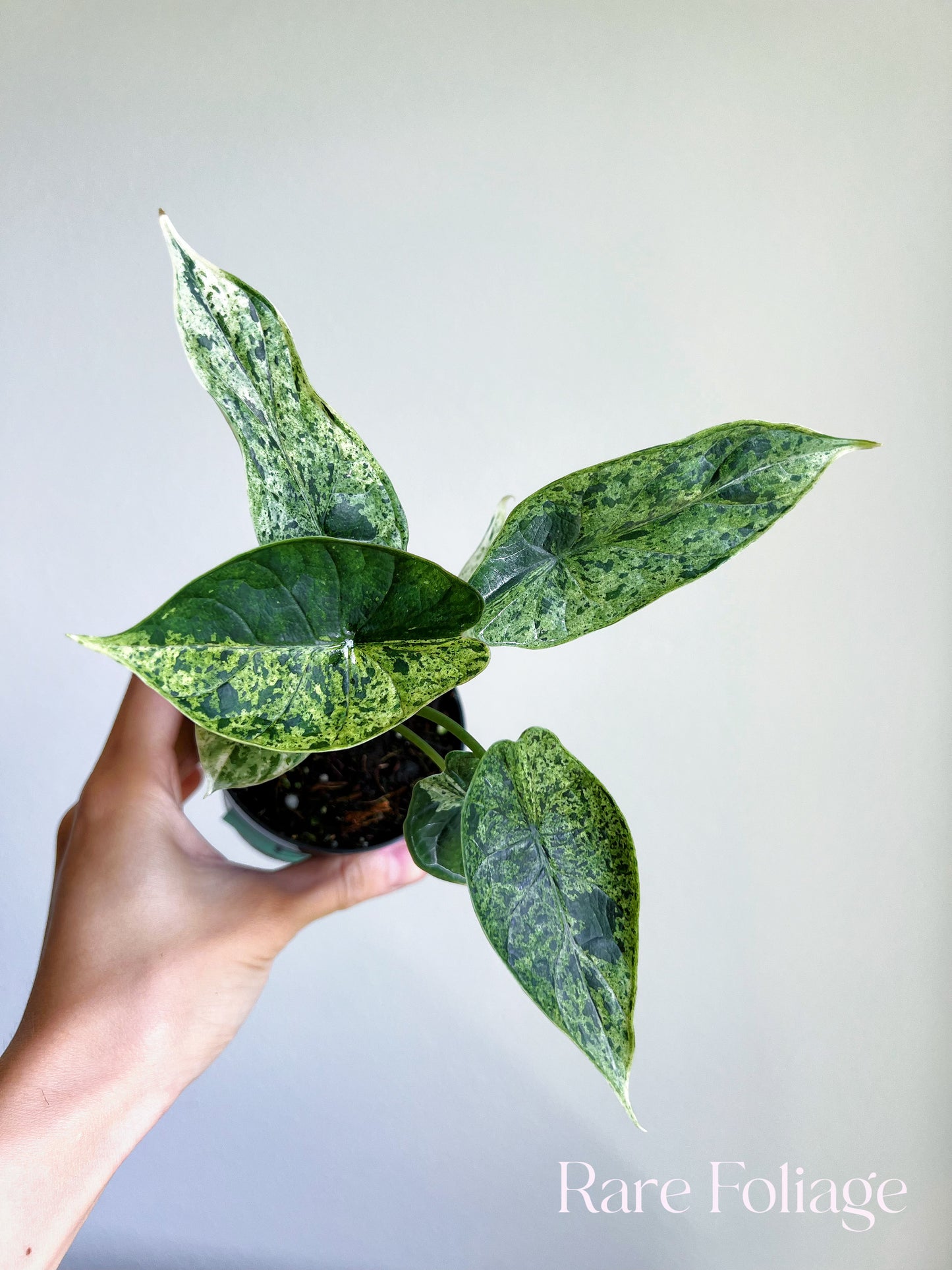 Alocasia Dragon Scale Mint 3”